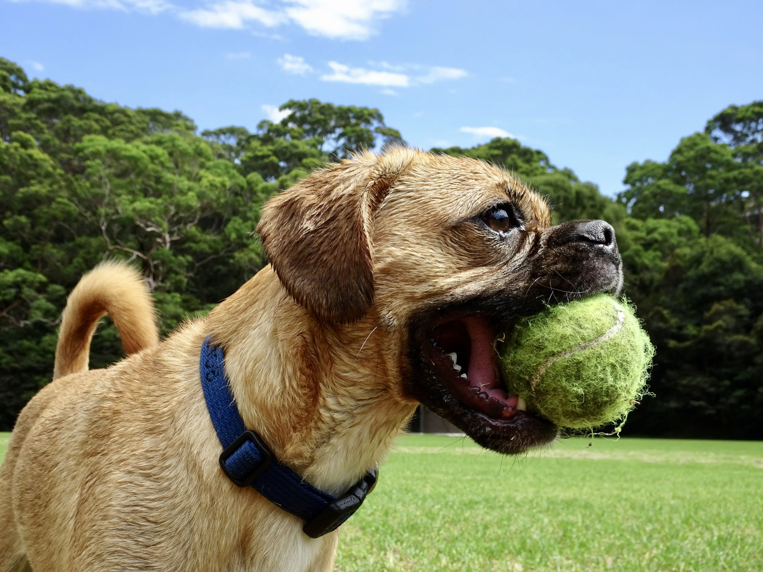 A tale of two sitters: housesitting in Sydney