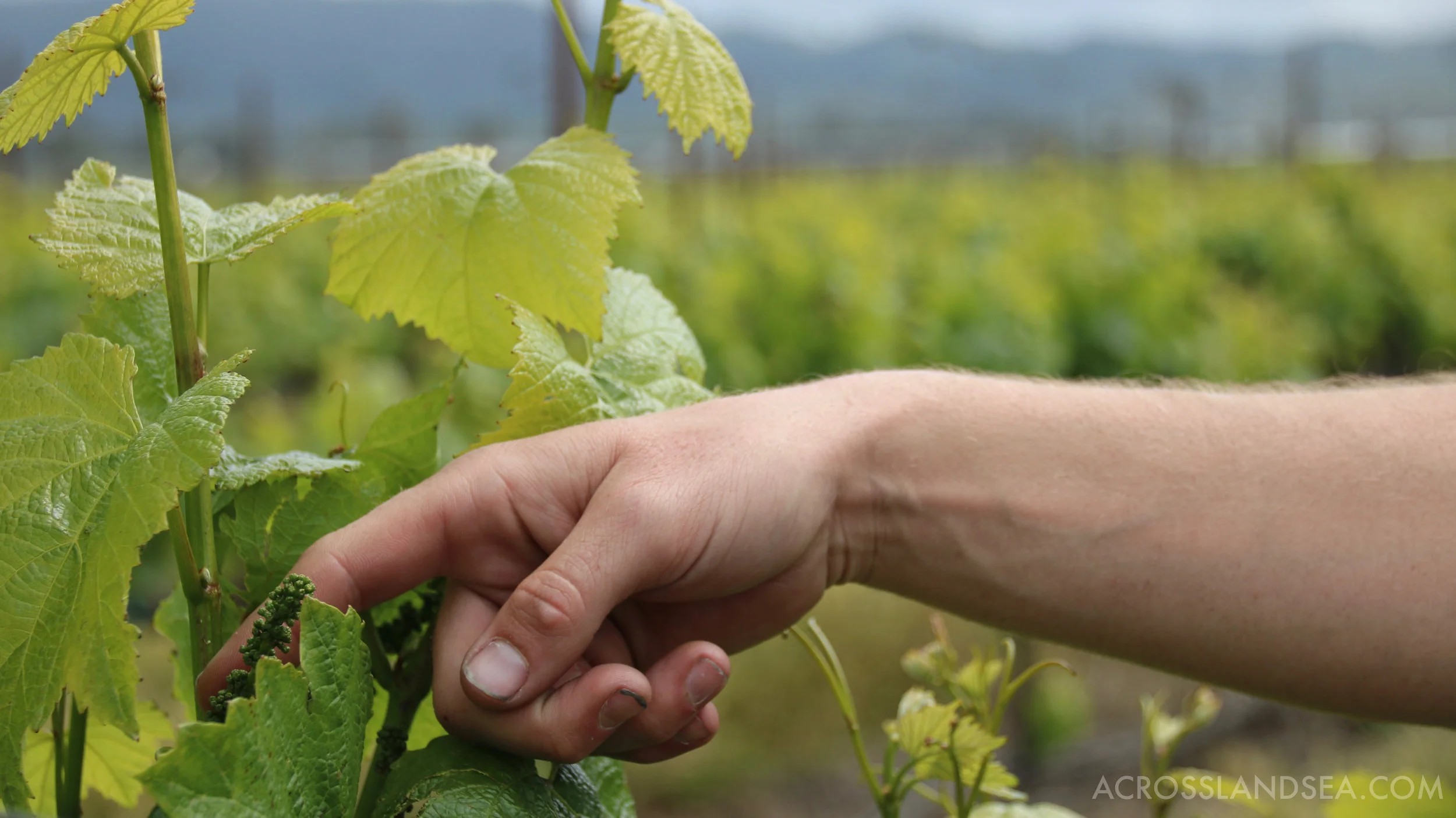 Vines at Larson Family