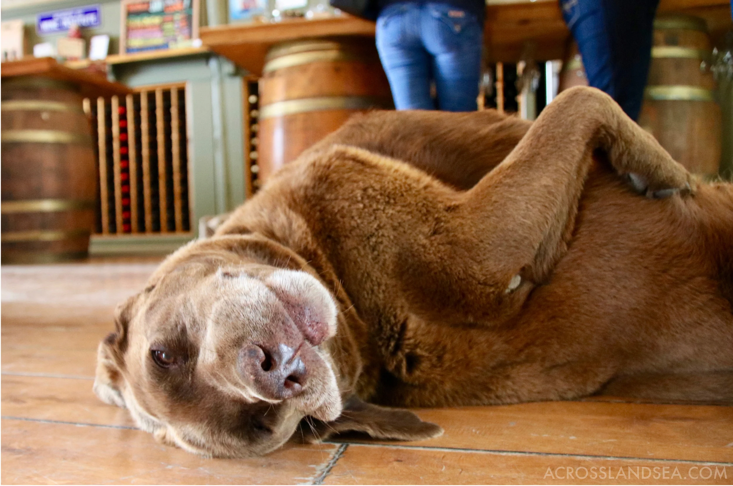 Labrador at Larson Winery