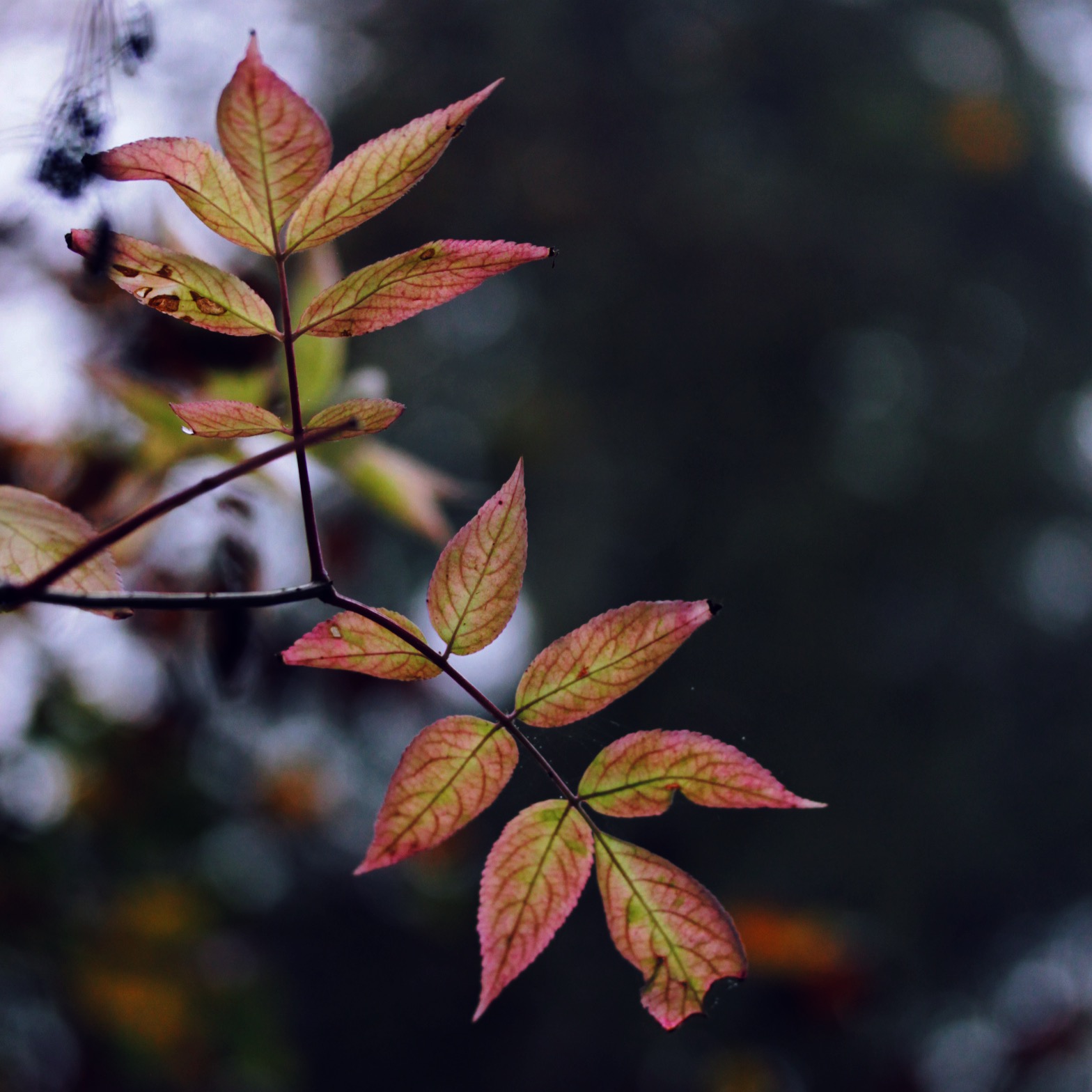 Every leaf speak bliss to me, fluttering from the Autumn tree. - Emily Brontë