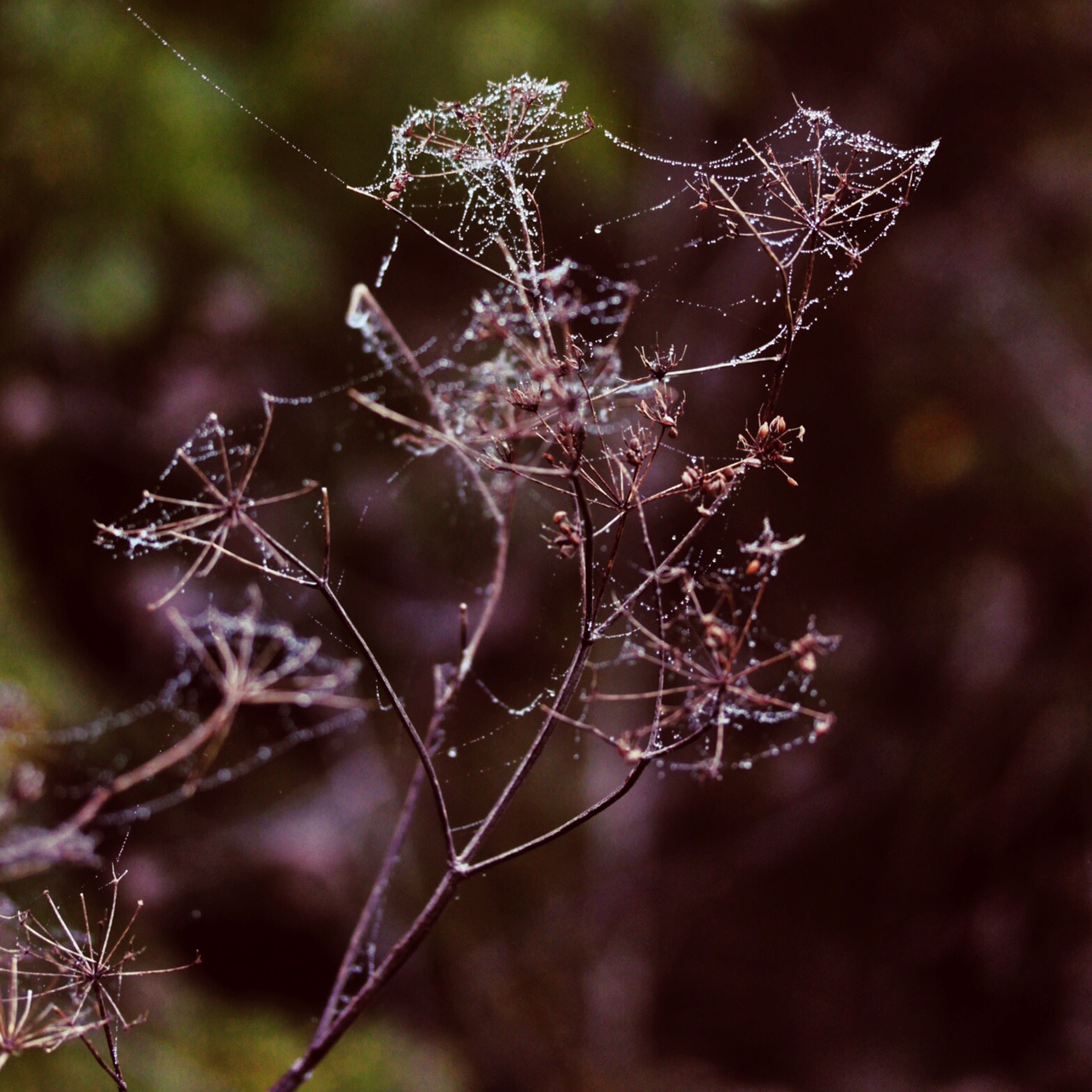 Nature's silk and lace.