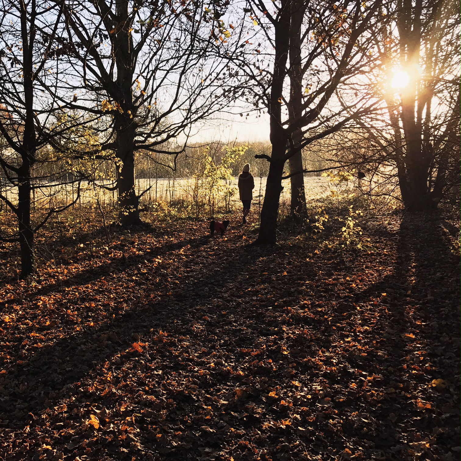 Morning light and the magical sparkle of frost.