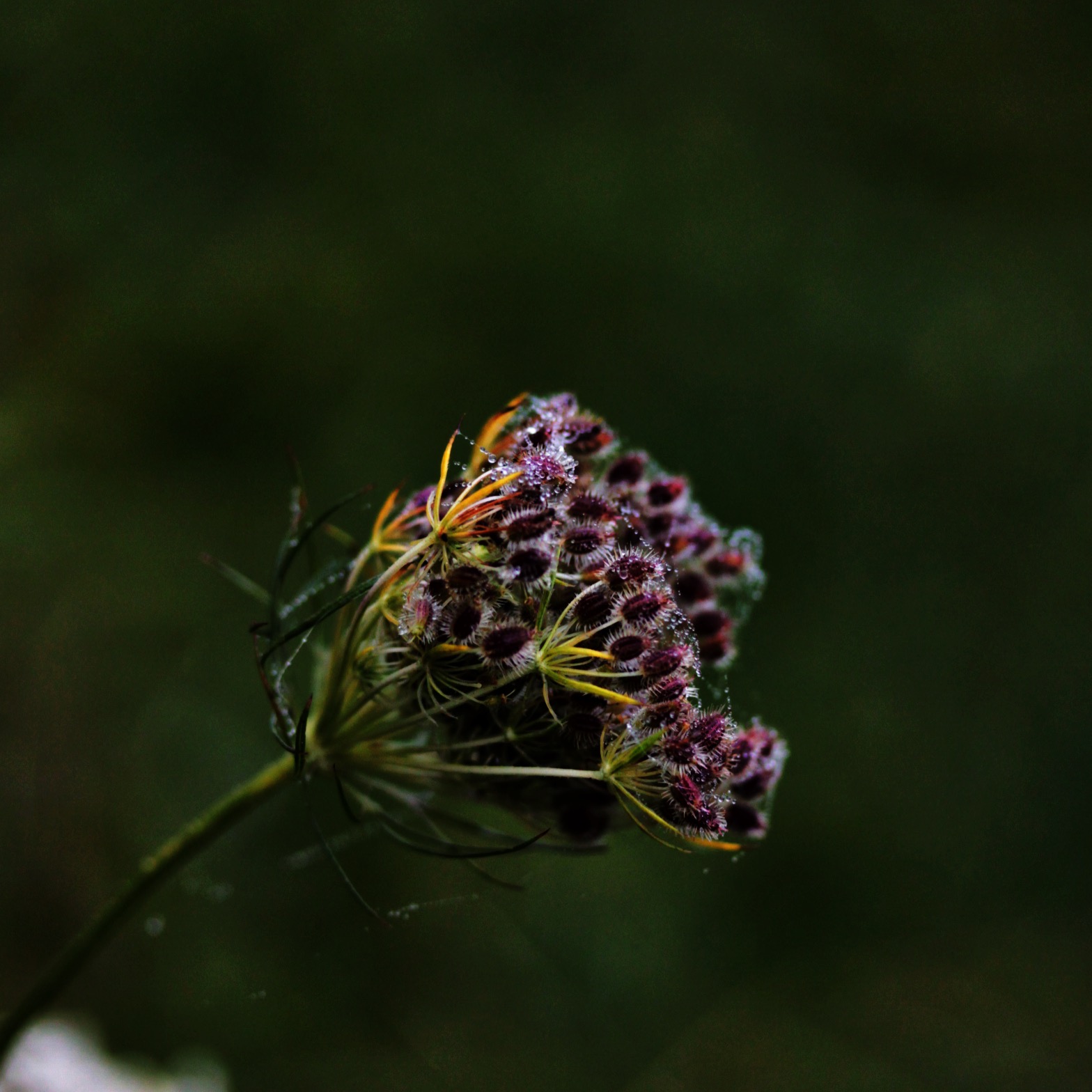 Wildflowers in their winter's slumber.