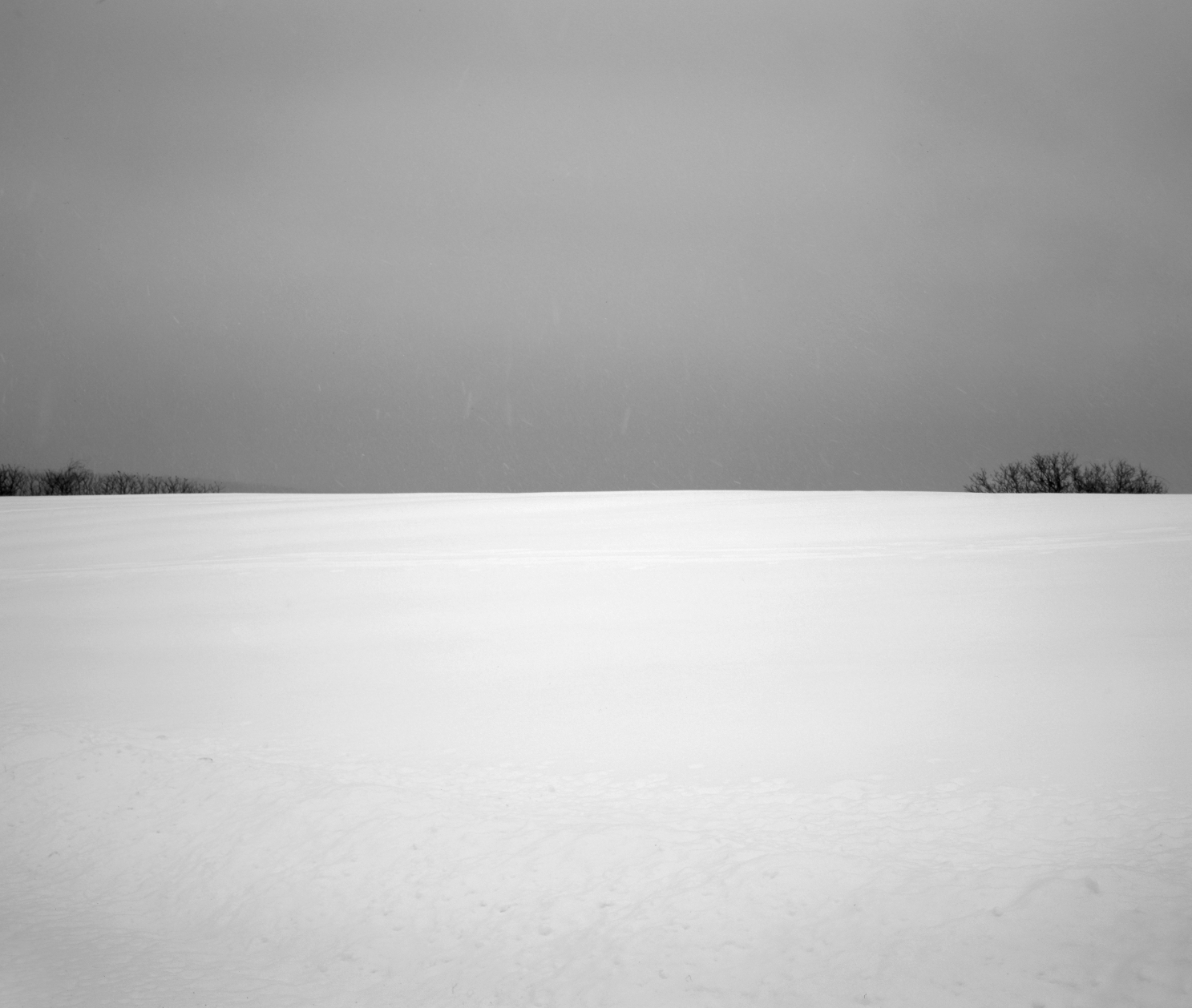 Snow Garden, Portland, Me, America