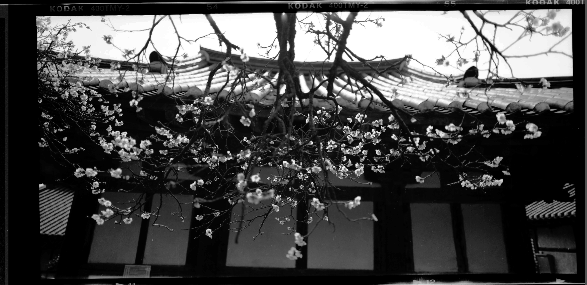 apricot flower