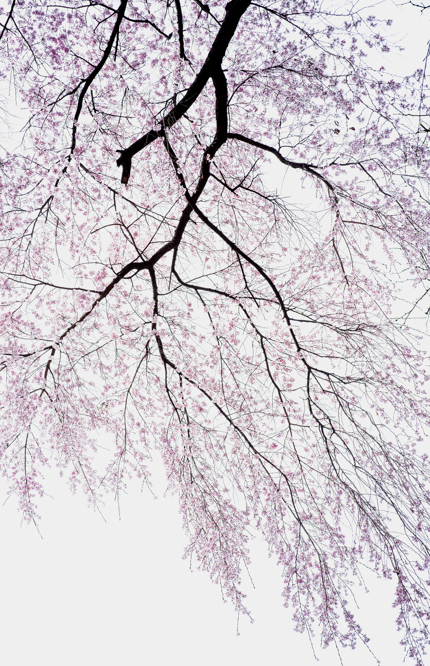 2026  200X140 