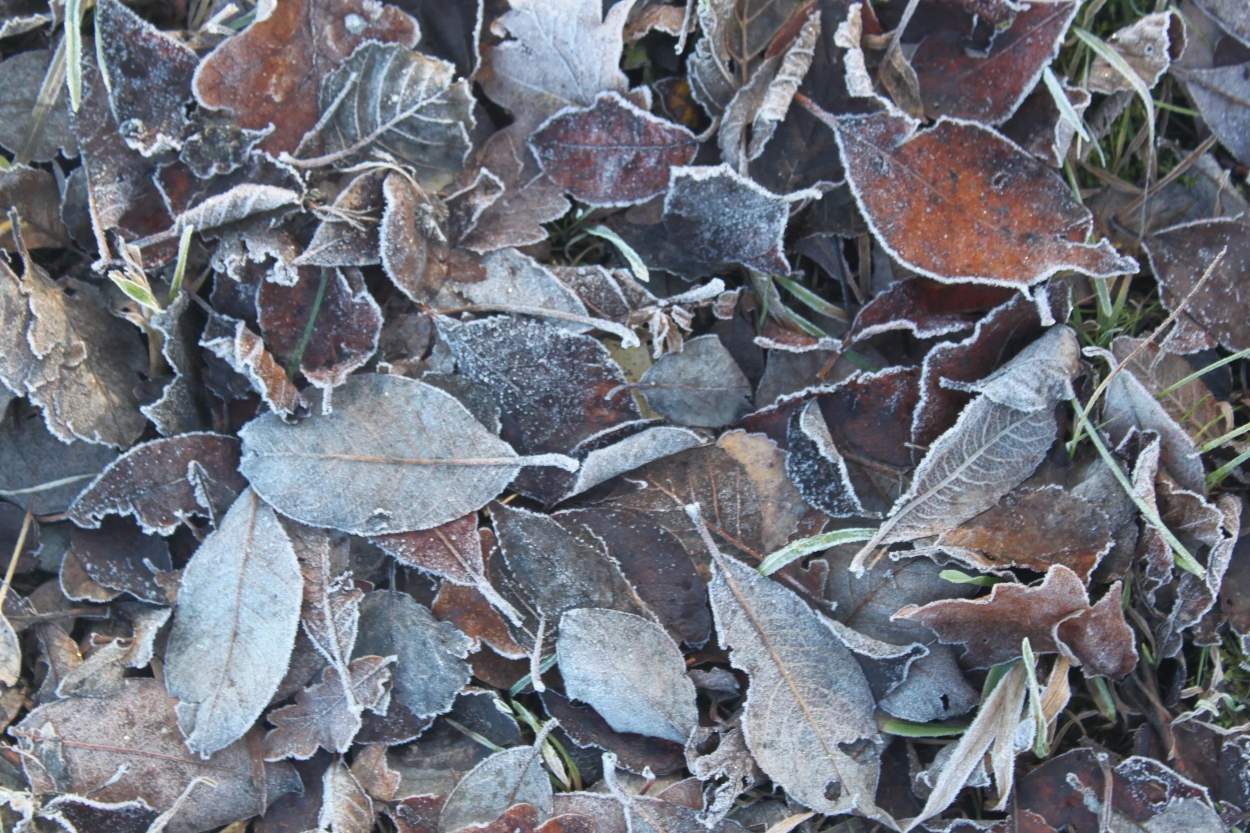 I love how frost puts a natural outline on leaves like this. They kind of get a second life that way. 