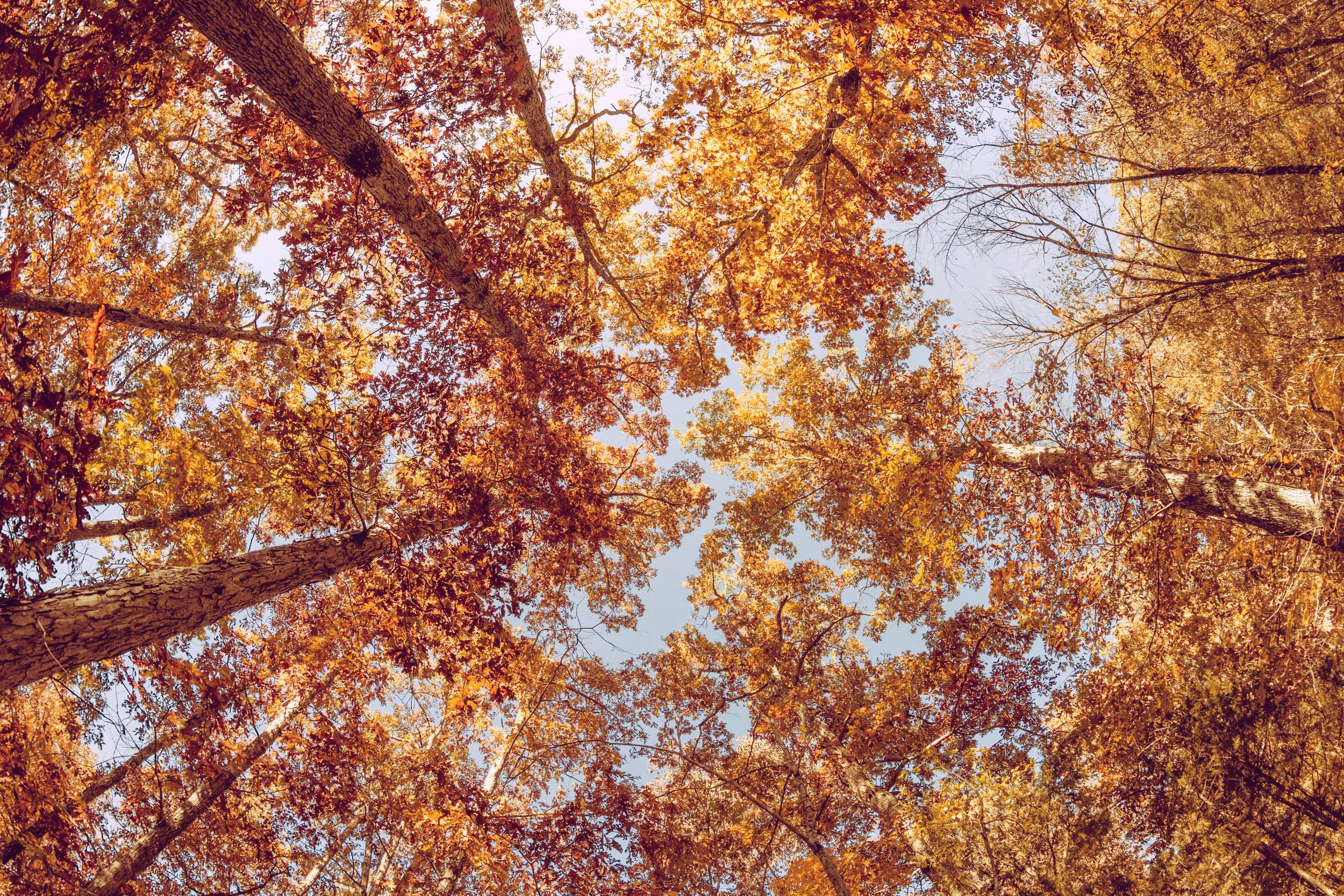 orange trees.jpeg