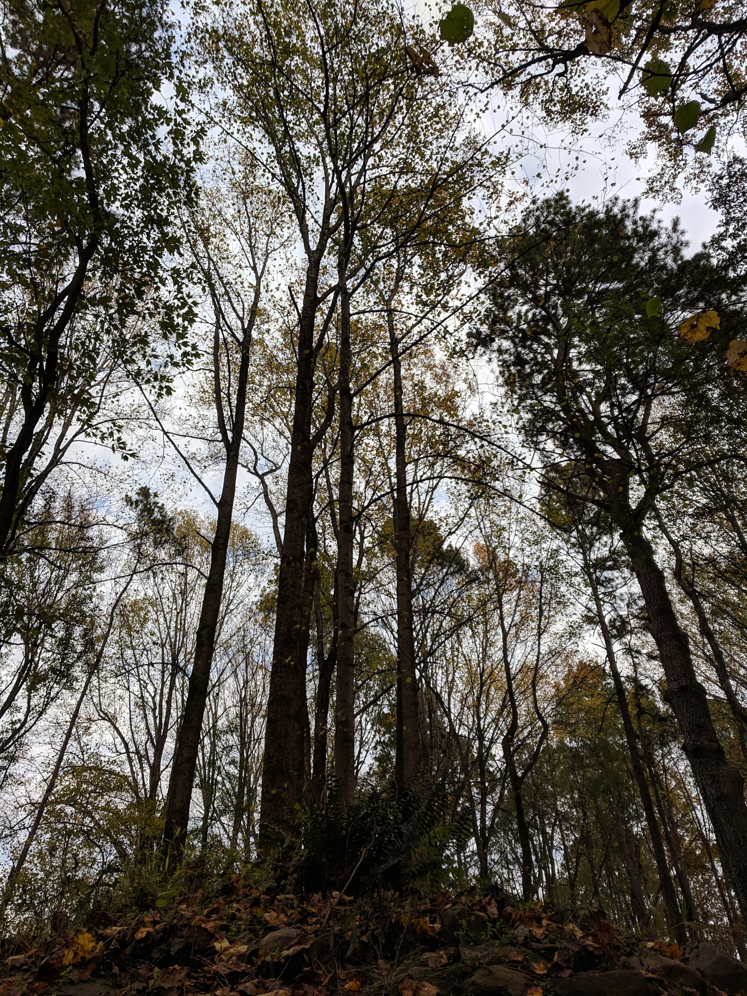 The gorgeous trees above are what is to be projected into the room, inverted.