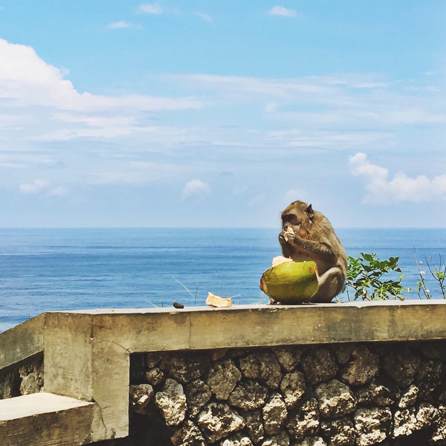 Monkeys love Coconut (& iPhones).