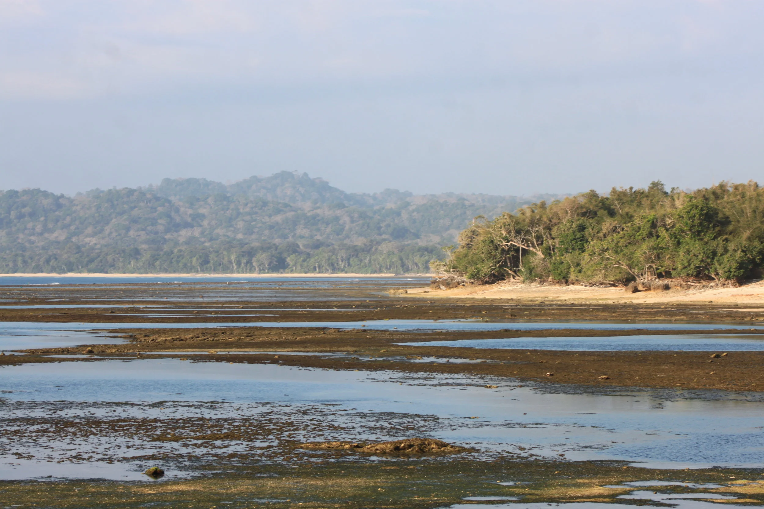 Jungle and Reef