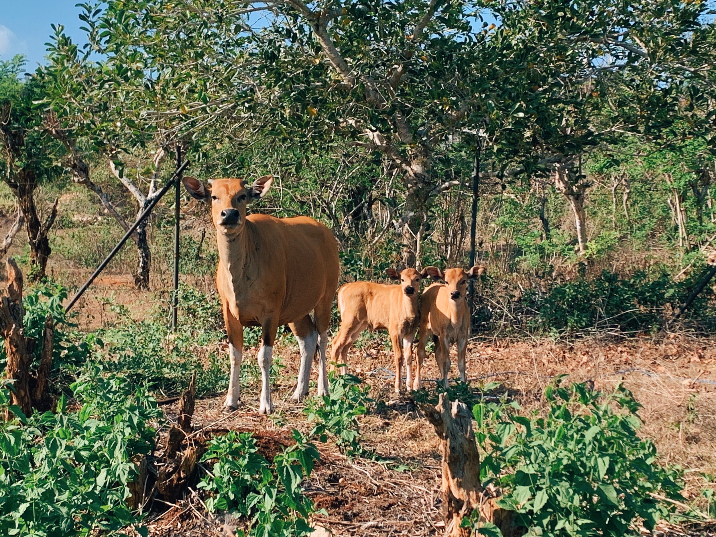  The cows in Bali are so cute! The little ones look like deer. 