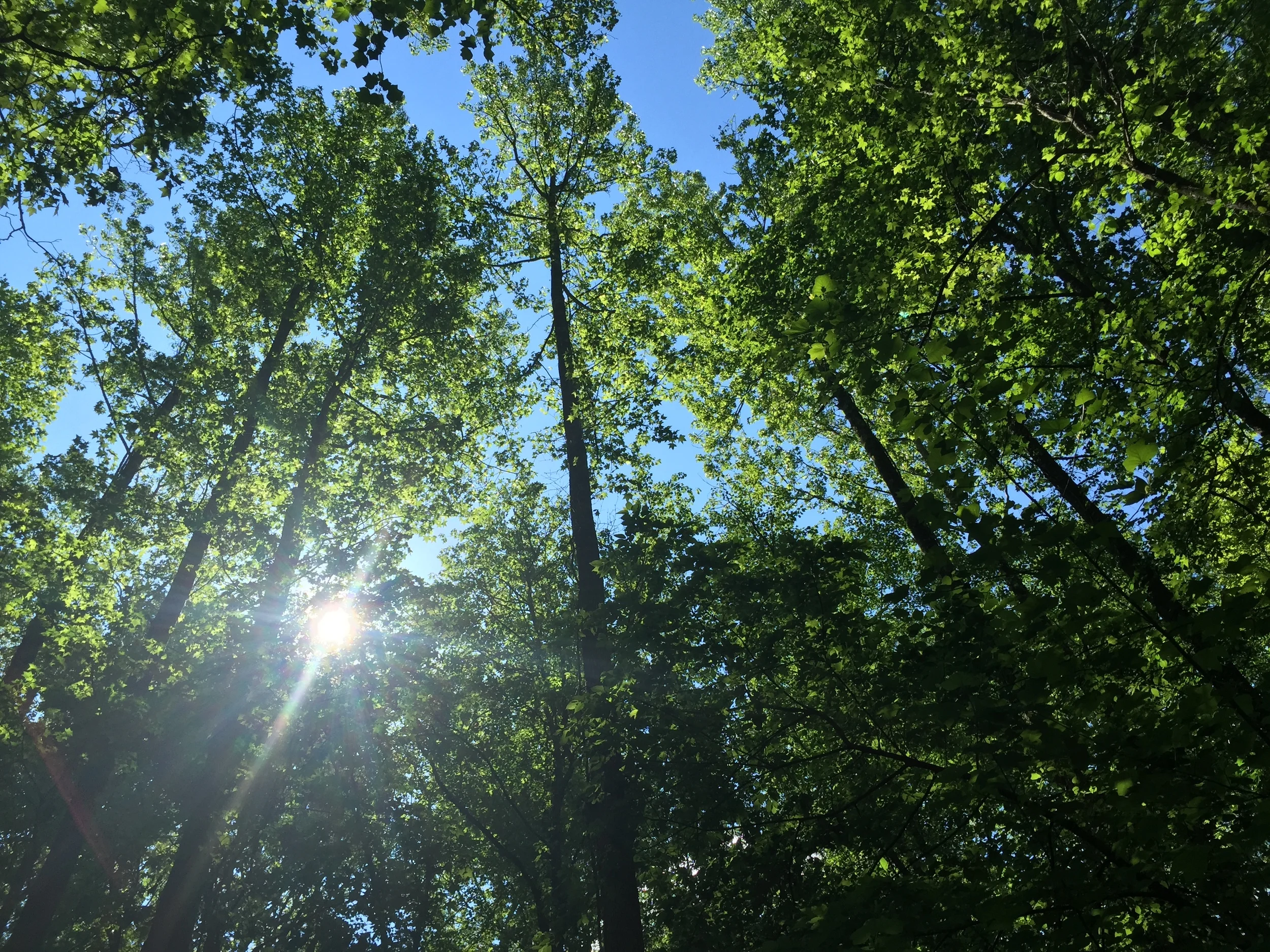 Trees.JPG