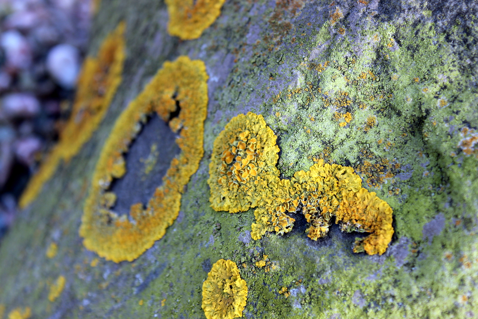 Lichens