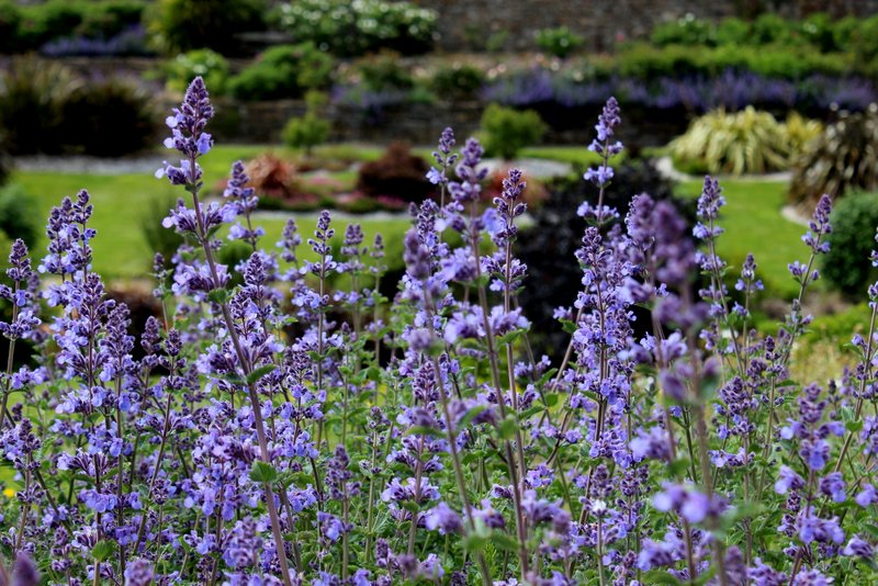 The gardens at Lisadell