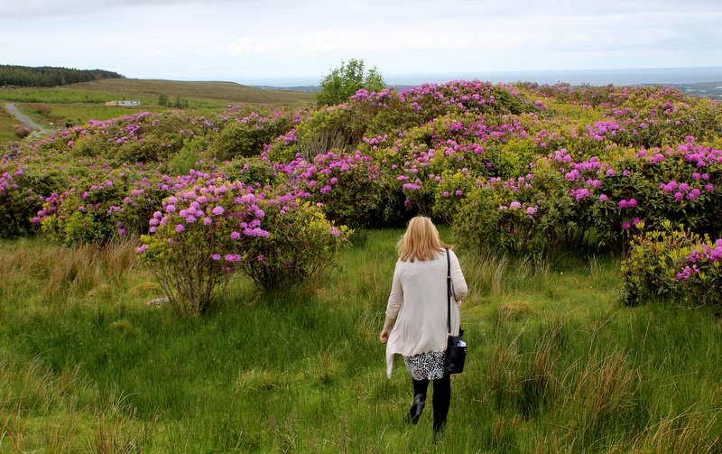 I had to take a closer look at the rhodedendrons...