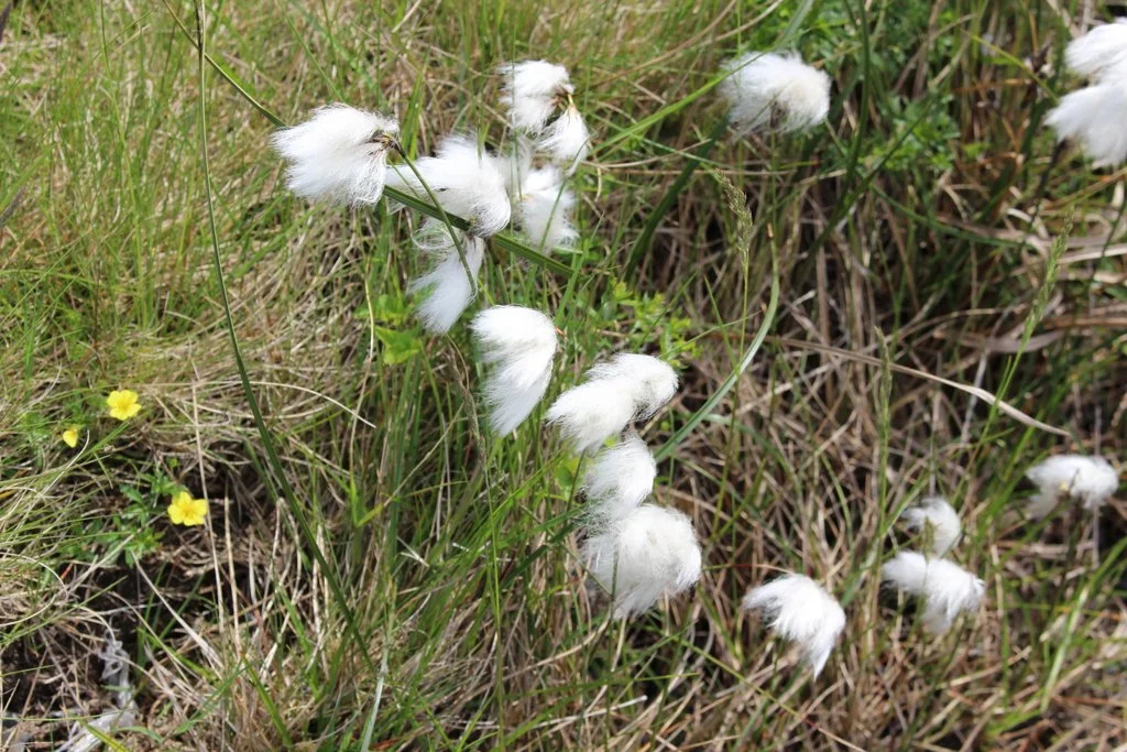 Had to stop to take a closer look at the bog cotton on the side of the road