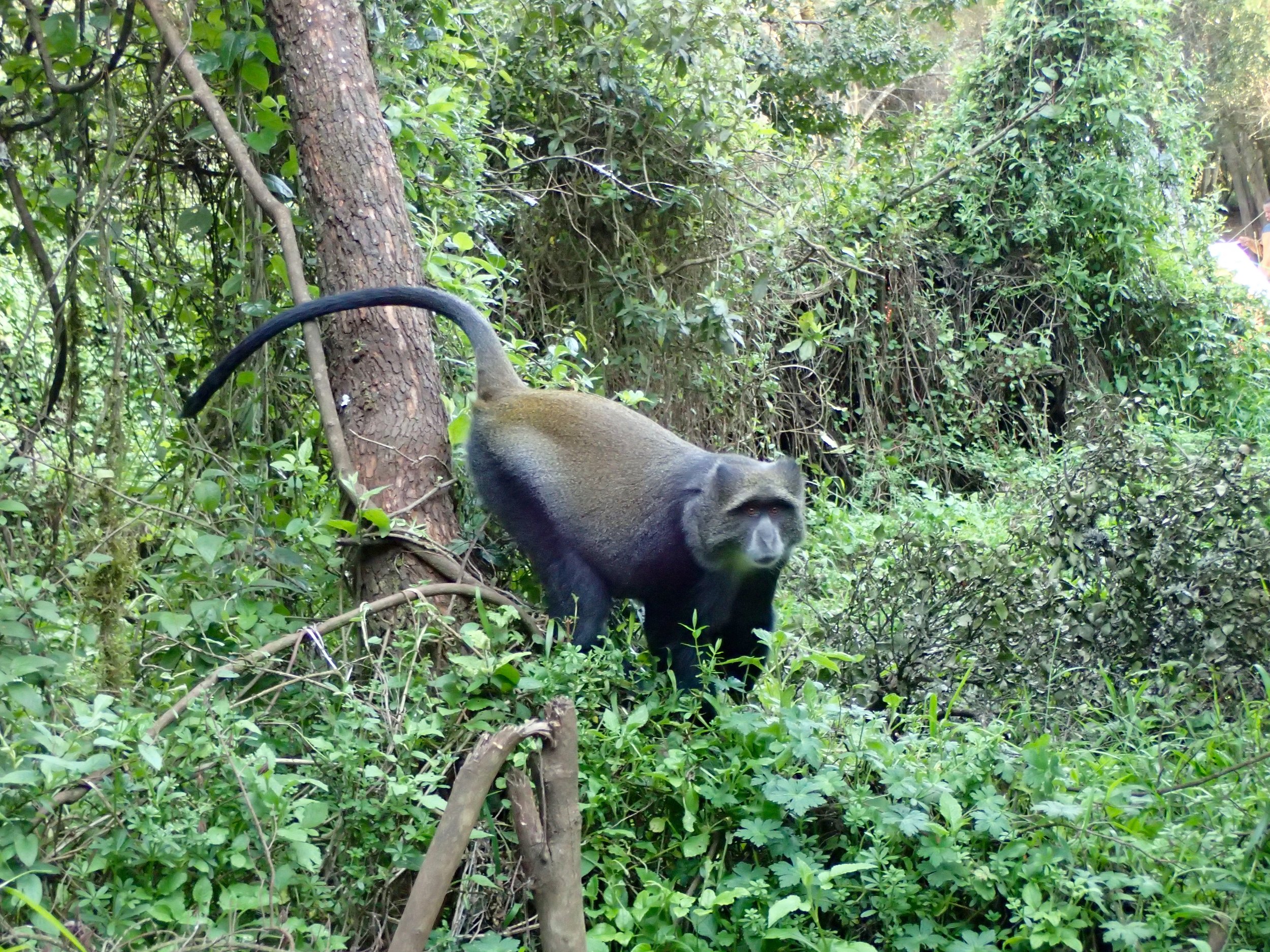 At Forest Camp there was a monkey that hangs around and eats climbers leftovers. We named him Frank.