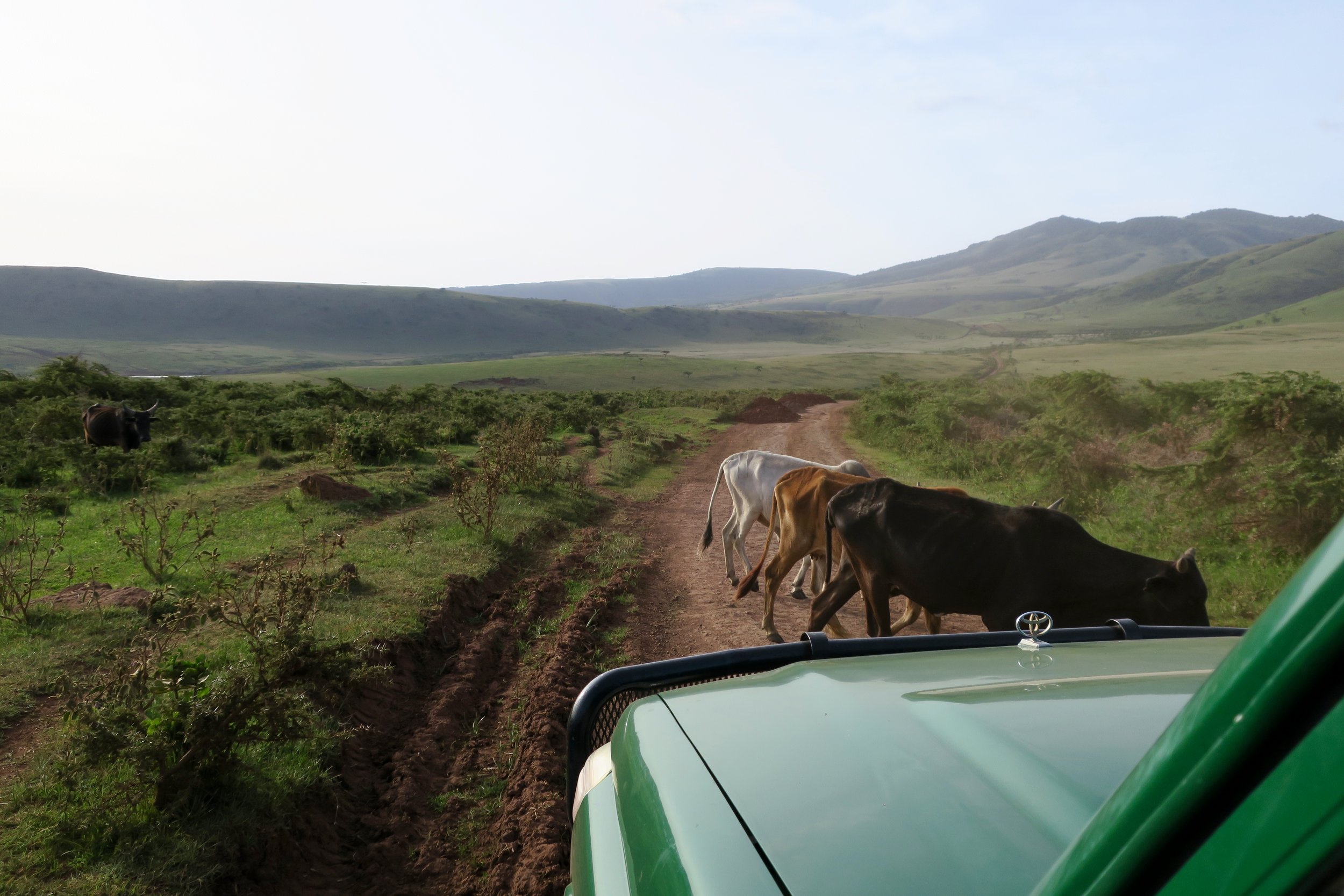 Outside the crater is the conversation area and is known as Massai country. The ancient people still herd cattle and goats, living in bomas made of mud and bound by cow manure.