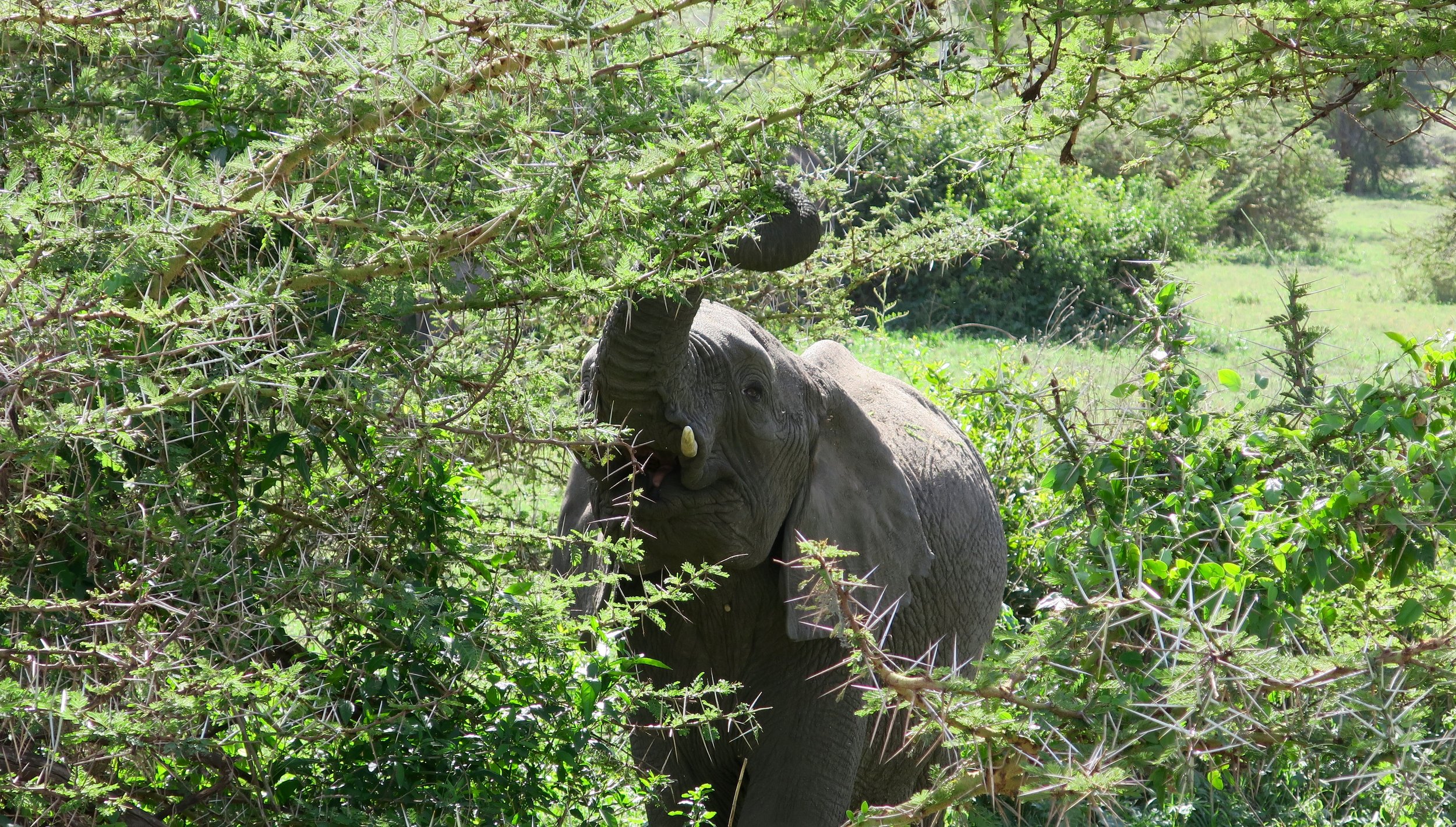 An elephant eating the thorny acacia tree.