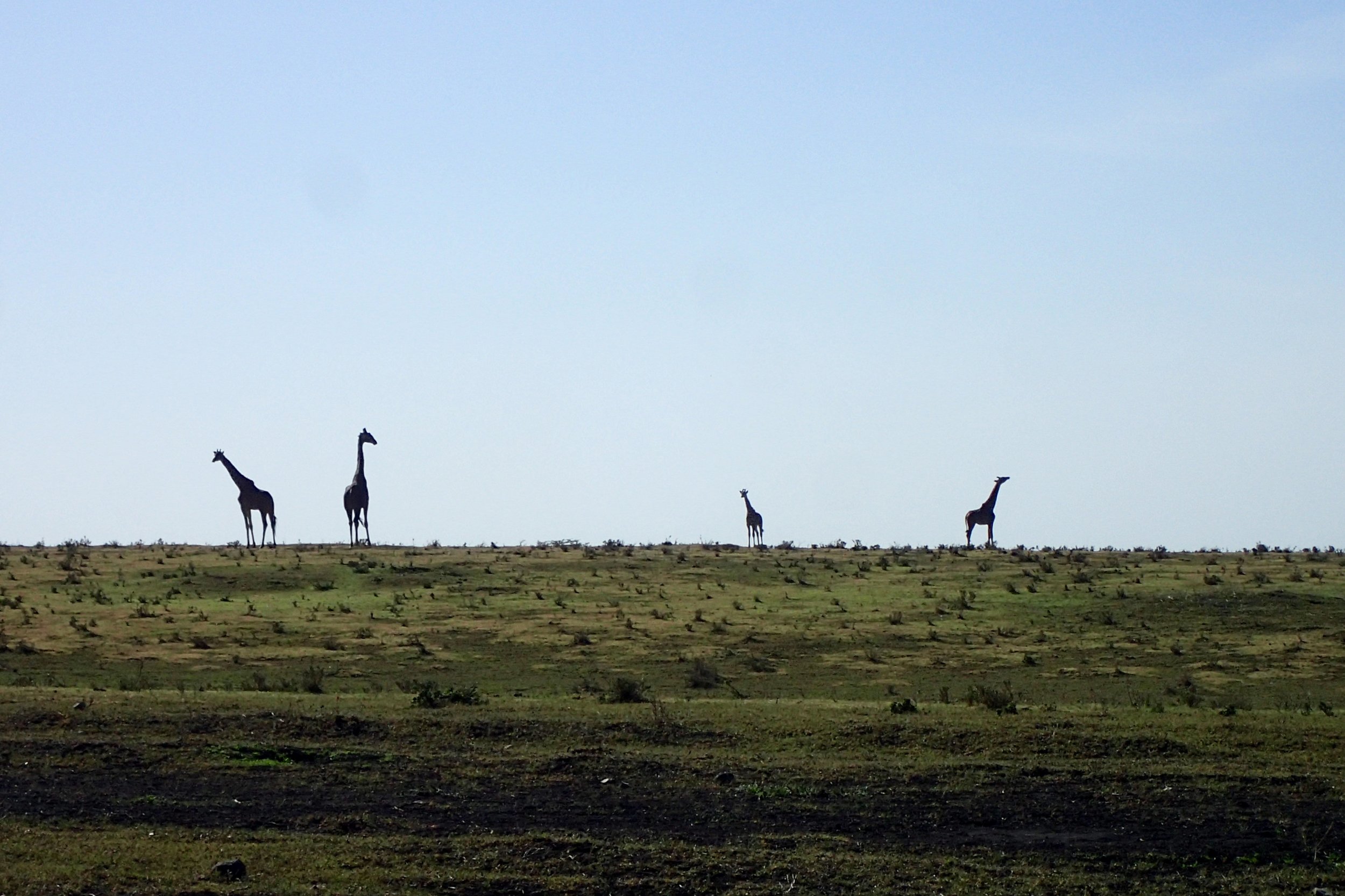 Giraffe comes from Arabic and means "fast walker". On the drive from Ngorongoro to the Serengeti, they can be seen roaming the horizon, walking from acacia tree to acacia tree. 
