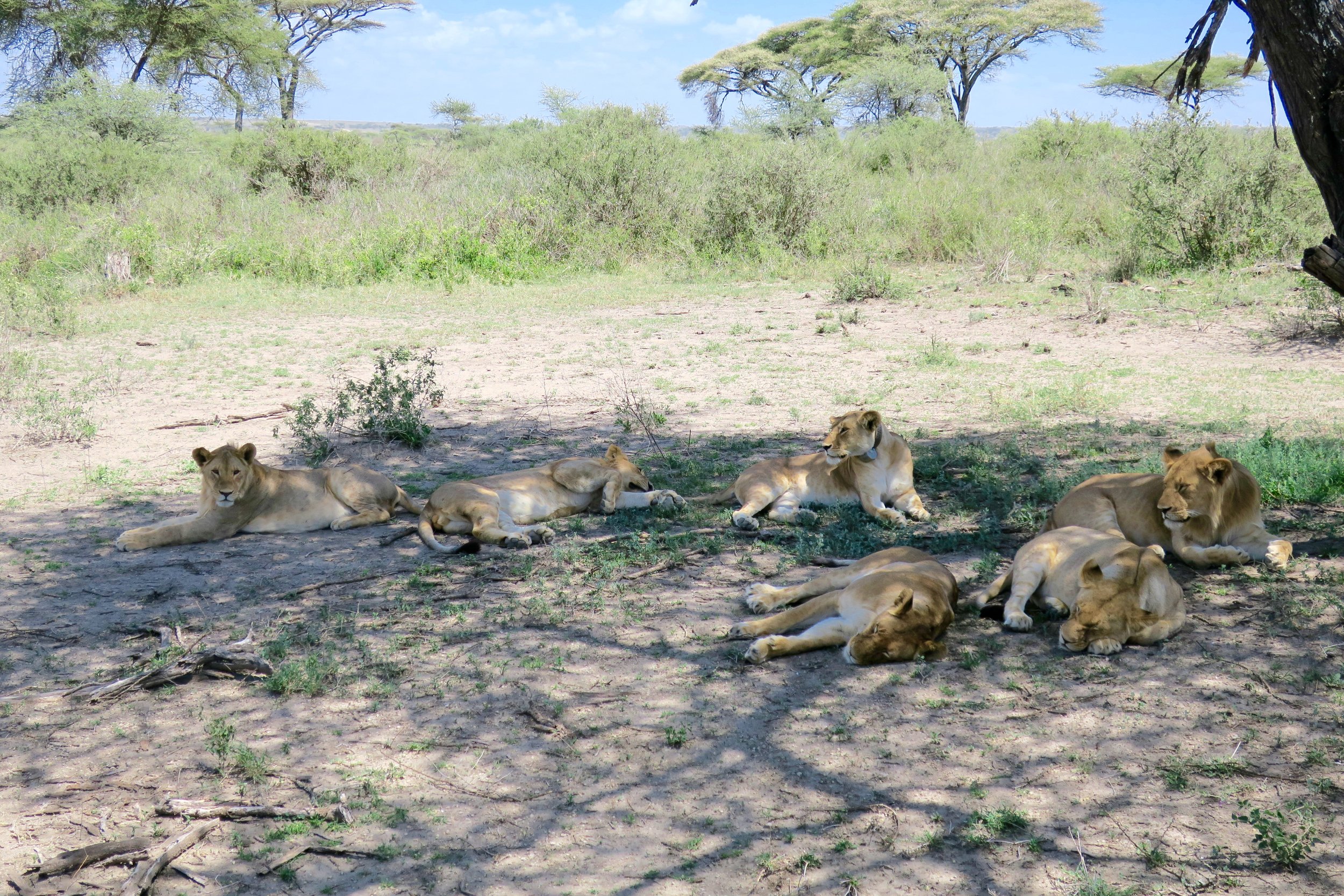 This is the Nduto lion pride. They were featured in "Nature's Great Events - The Great Migration": a must-see.