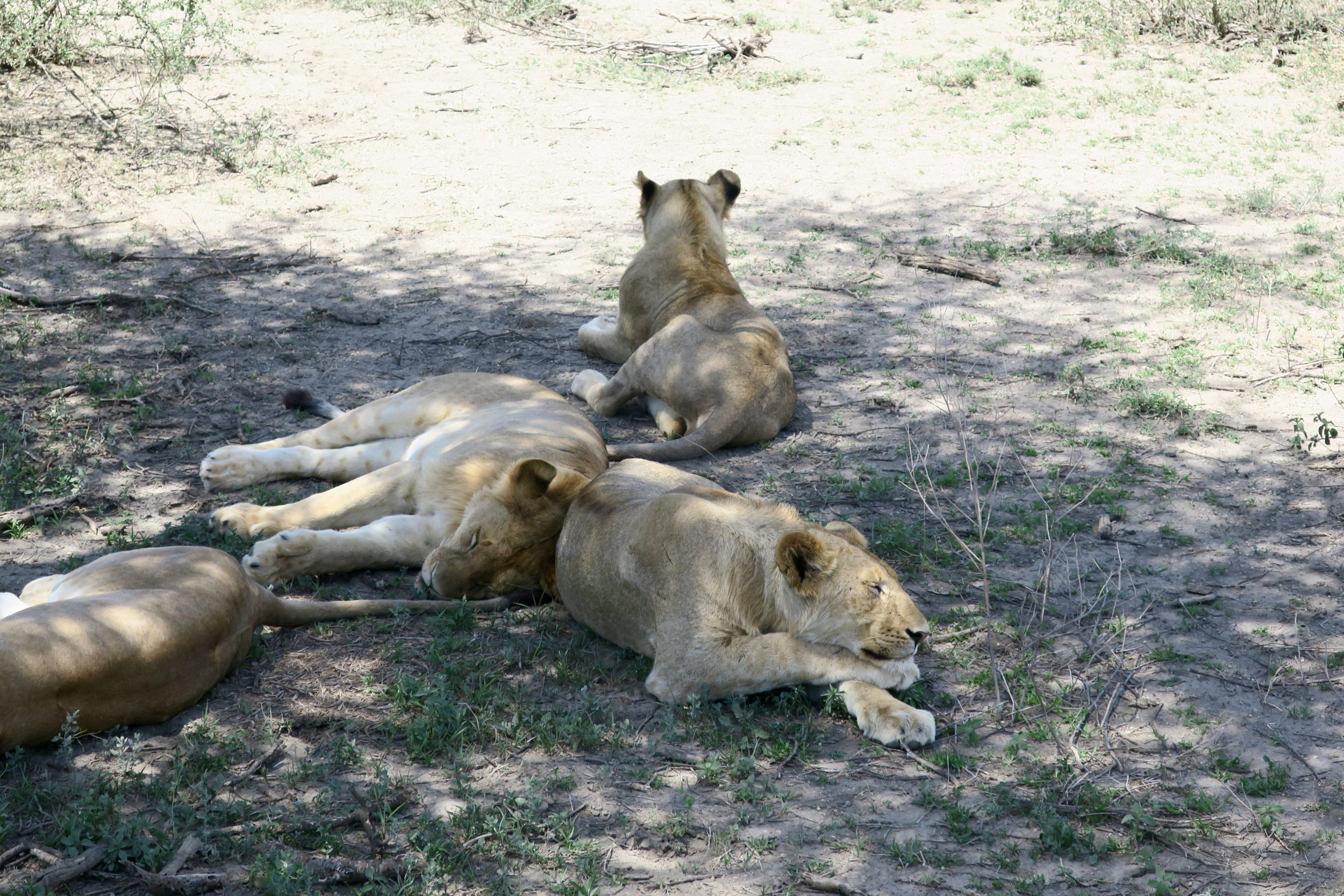 IMG_0663.jpg
