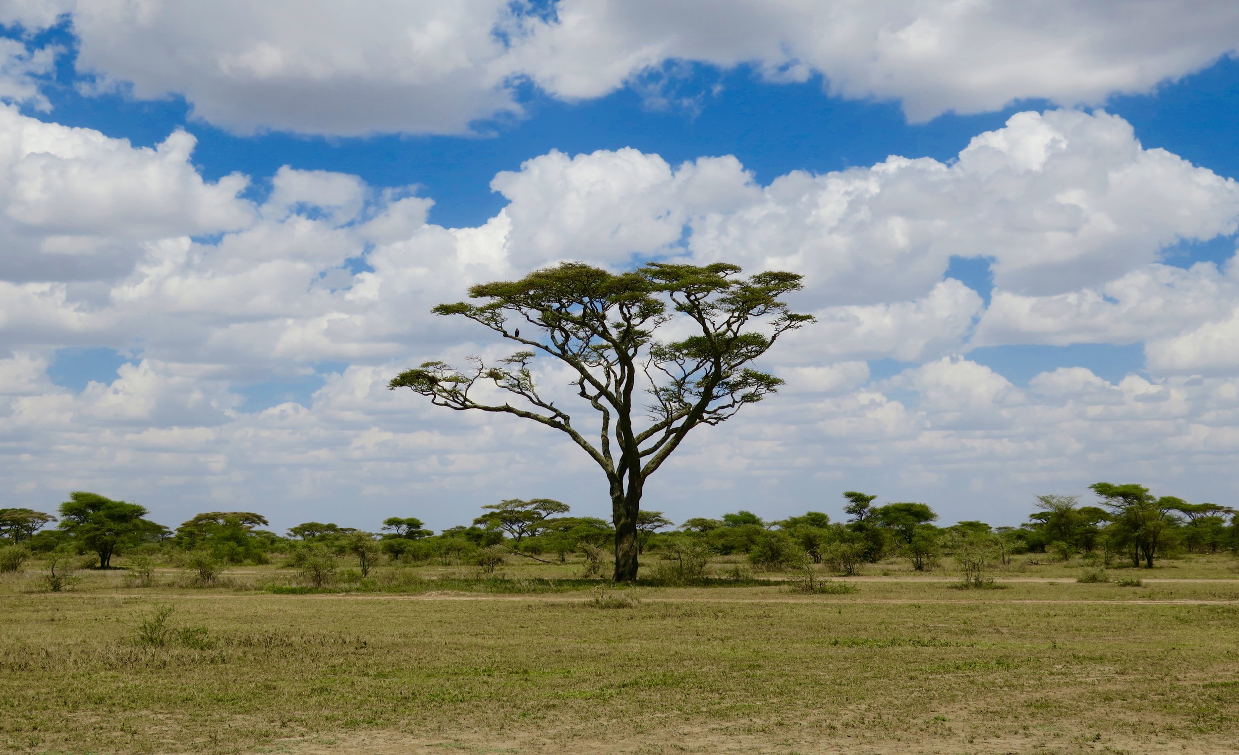 The famous, and prevalent, acacia tree.