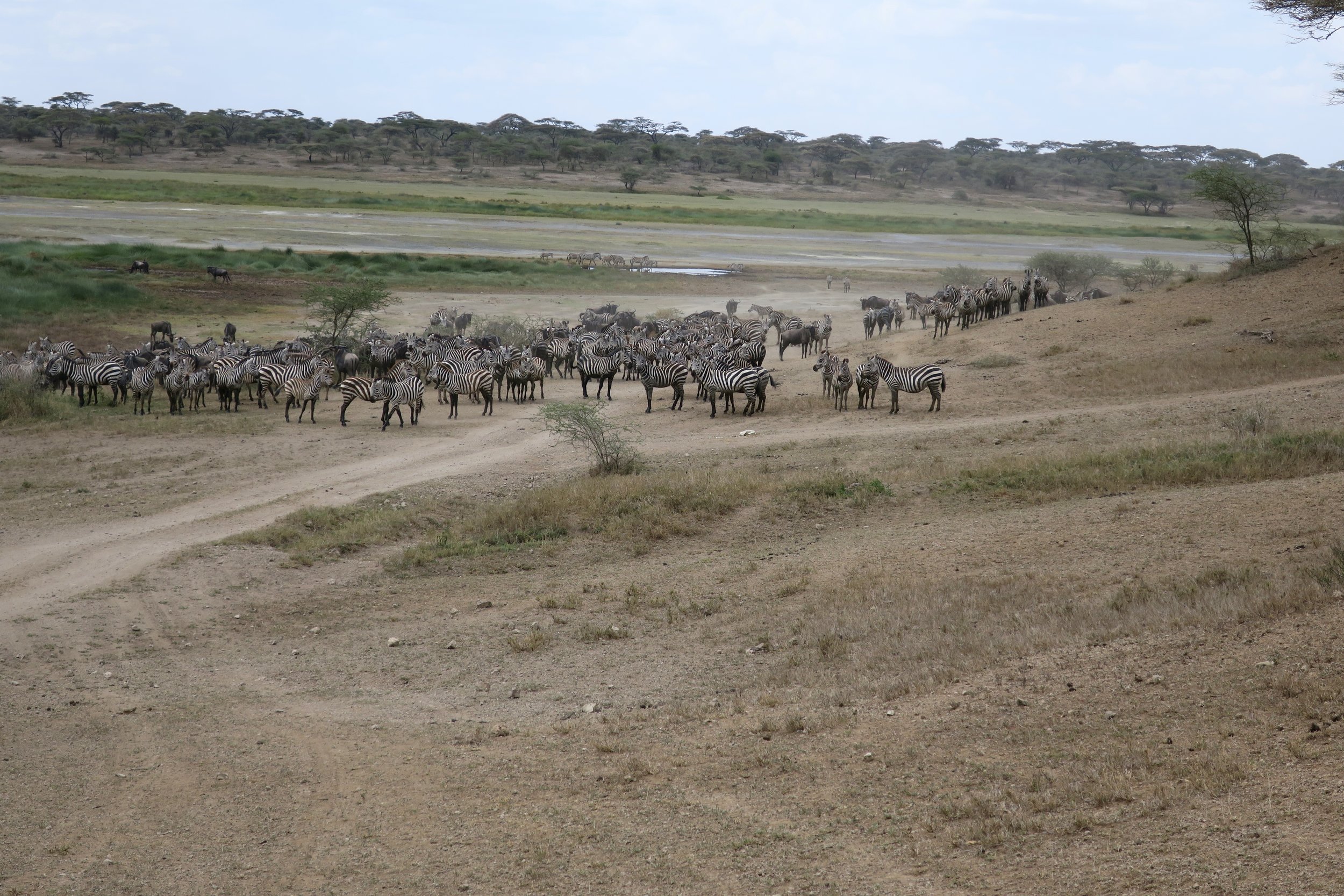 Lions like to hang out under the tress near watering holes. This fact is not lost on the zebra. Aware of the predators' close proximity, once their done drinking, they rush out of the water, and sometimes it spokes the other zebra into a