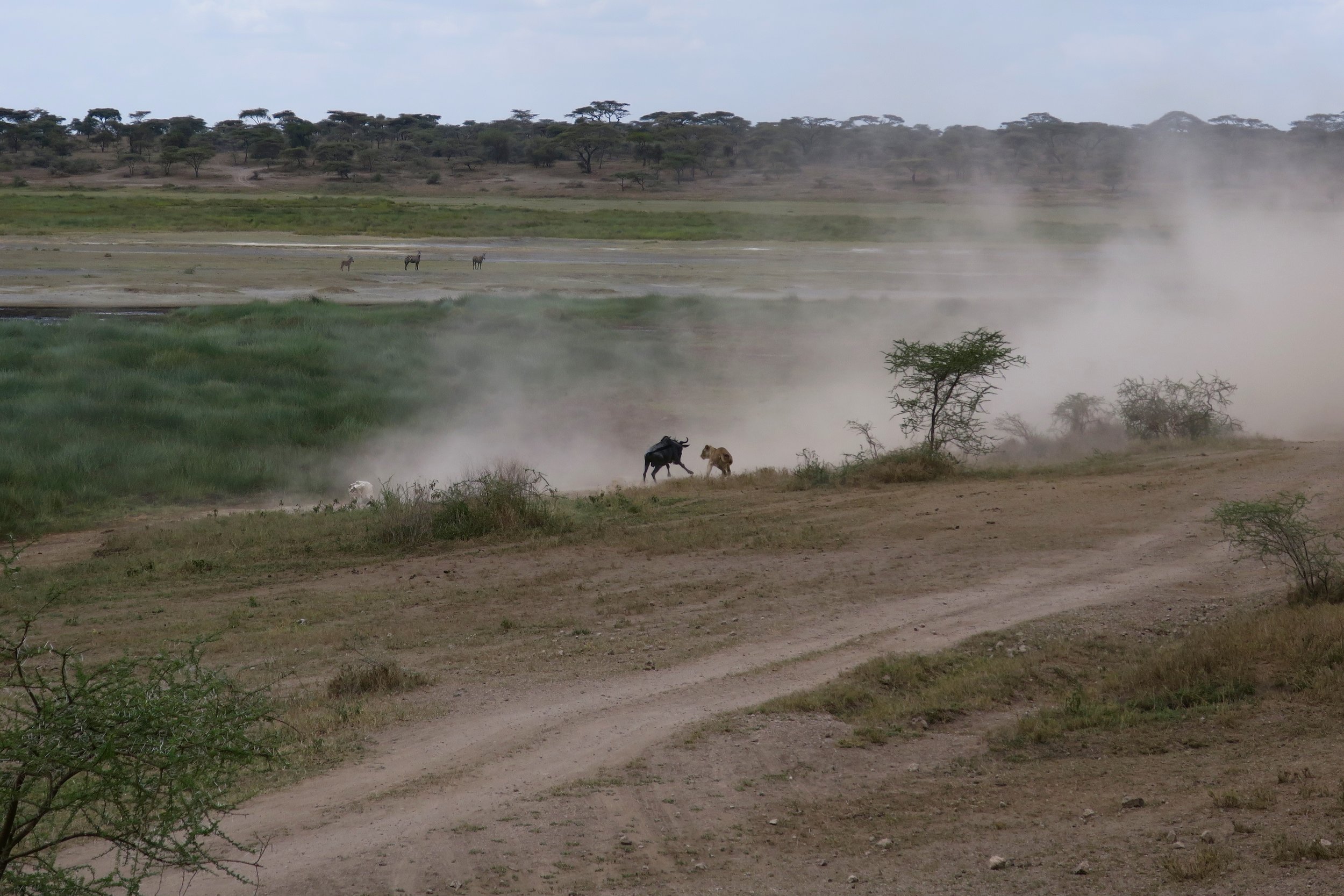 The mud slowed one of the wildebeast just long enogh for the lion to catch it.