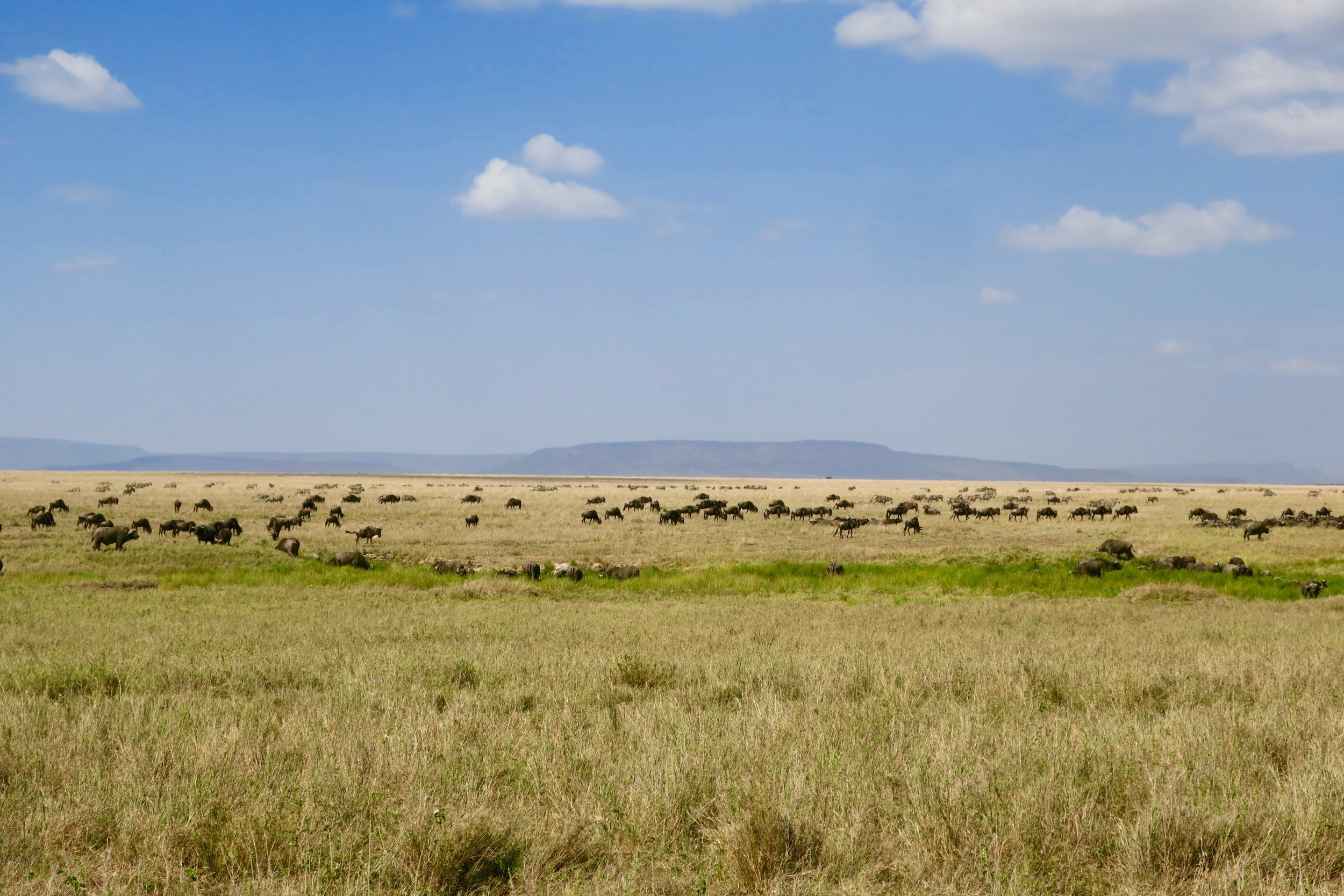 The beginnings of the Great Migration.