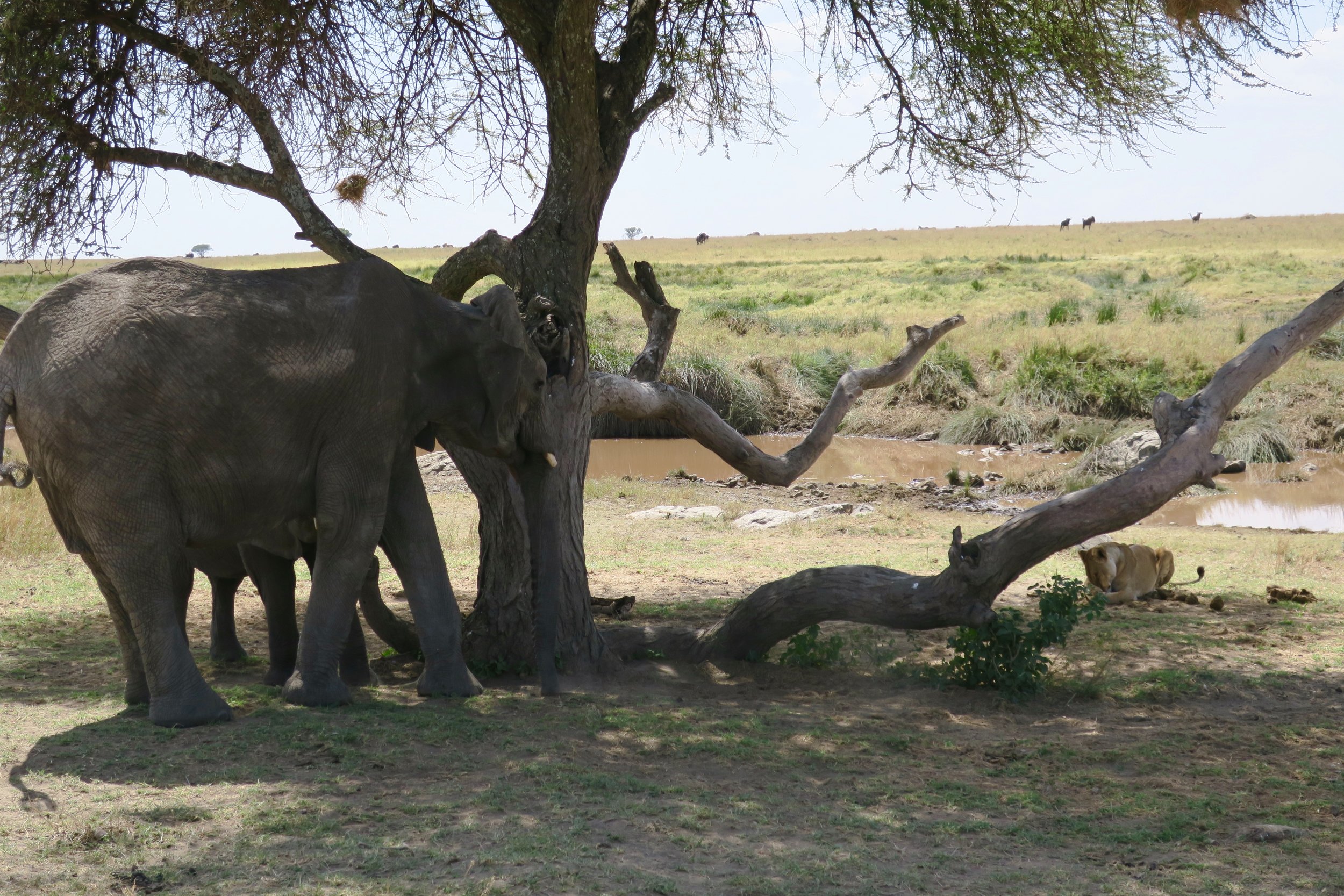 Elephants are the real kings out here. A mother decided that her and her calf should have the shade, after spending the morning to in the sunburnt grasses, and that the lions already there were no longer welcome.