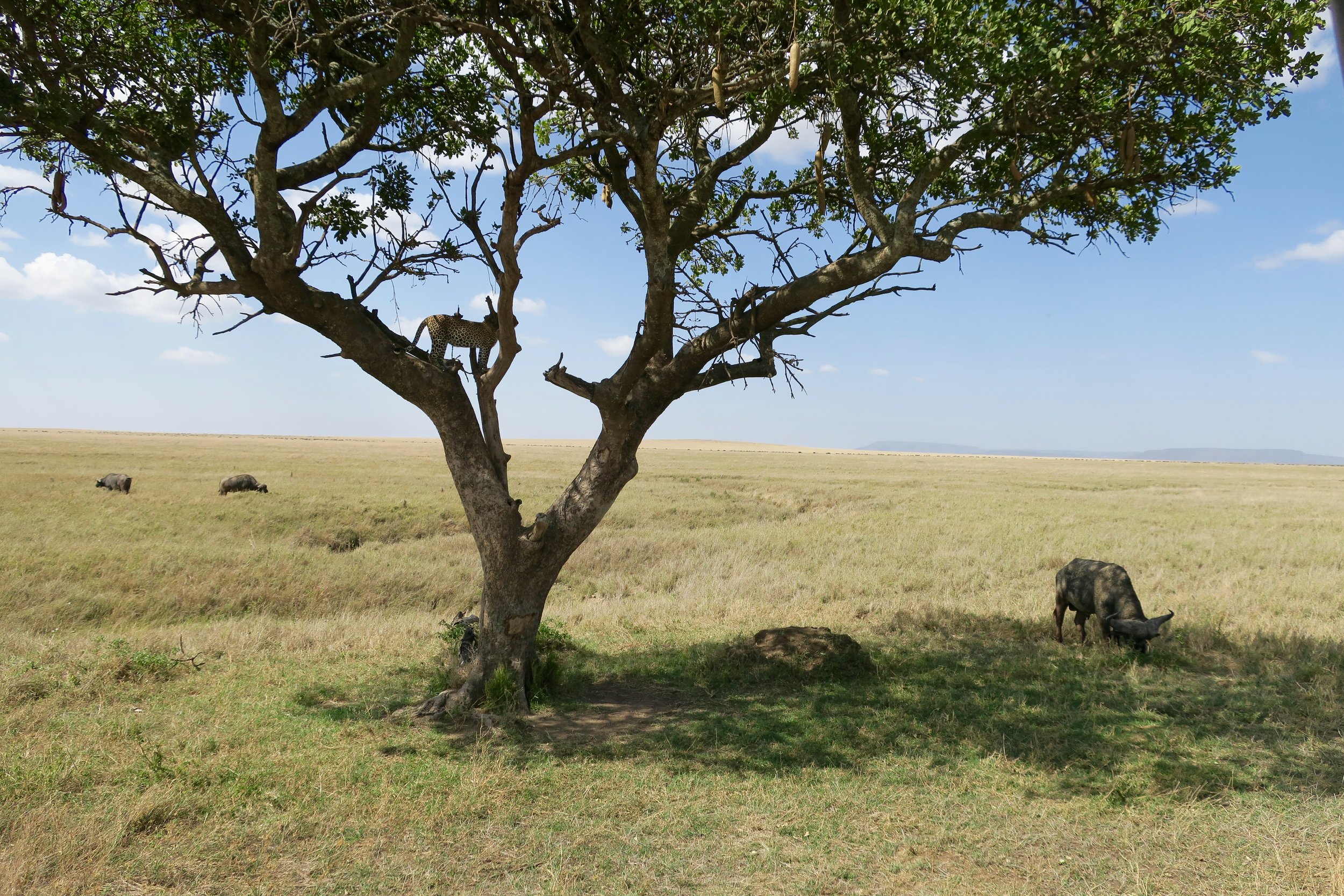 A leopard is stuck in the tree. A bull cap buffalo grazes below, unaware of the cat. With heavy horns and a big body, the leapord knows not to disturb the buffalo.