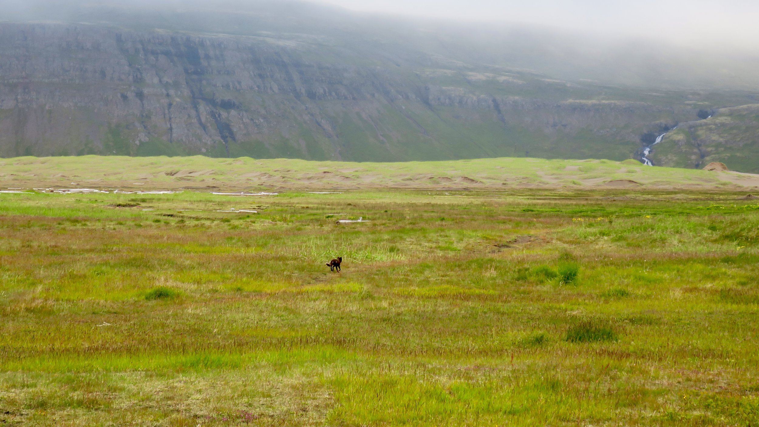 An arctic fox runs away as we walk by.