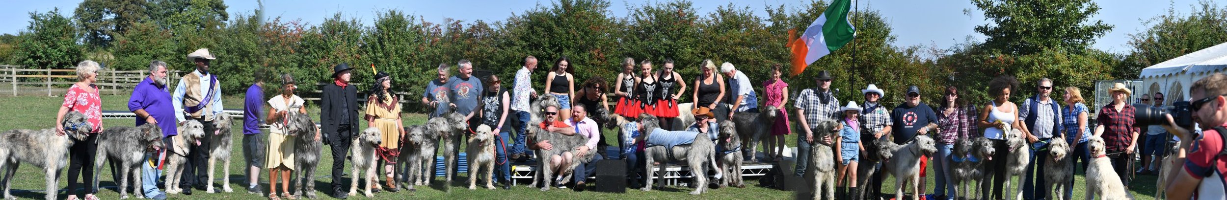 A gathering of 40 irish Wolfhounds plus on the day 