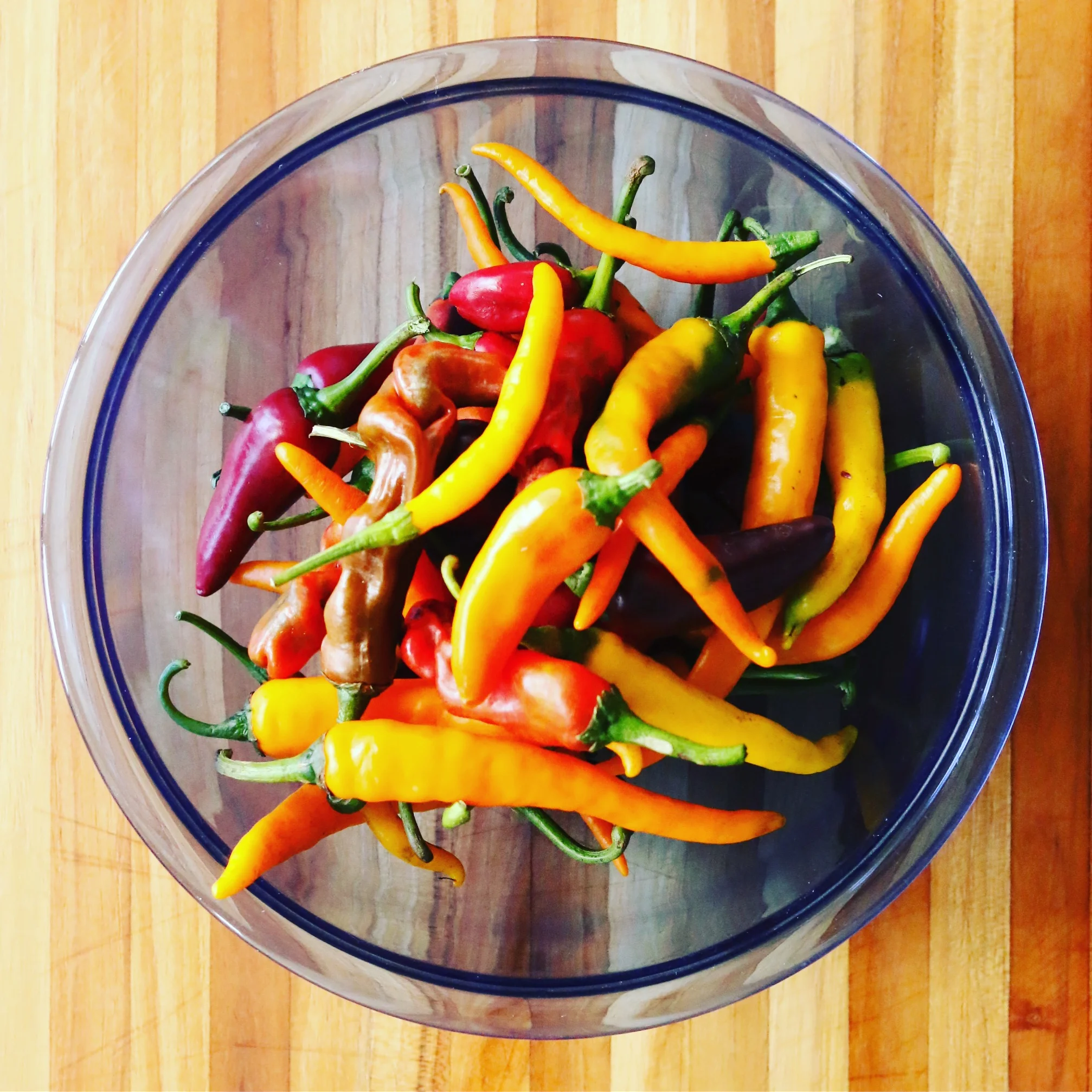 Chilis — Field Guide Fermenting, Foraging & Good Recipes for Home