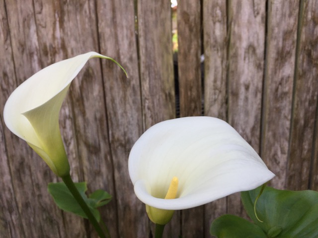 IMG_5028.jpeg