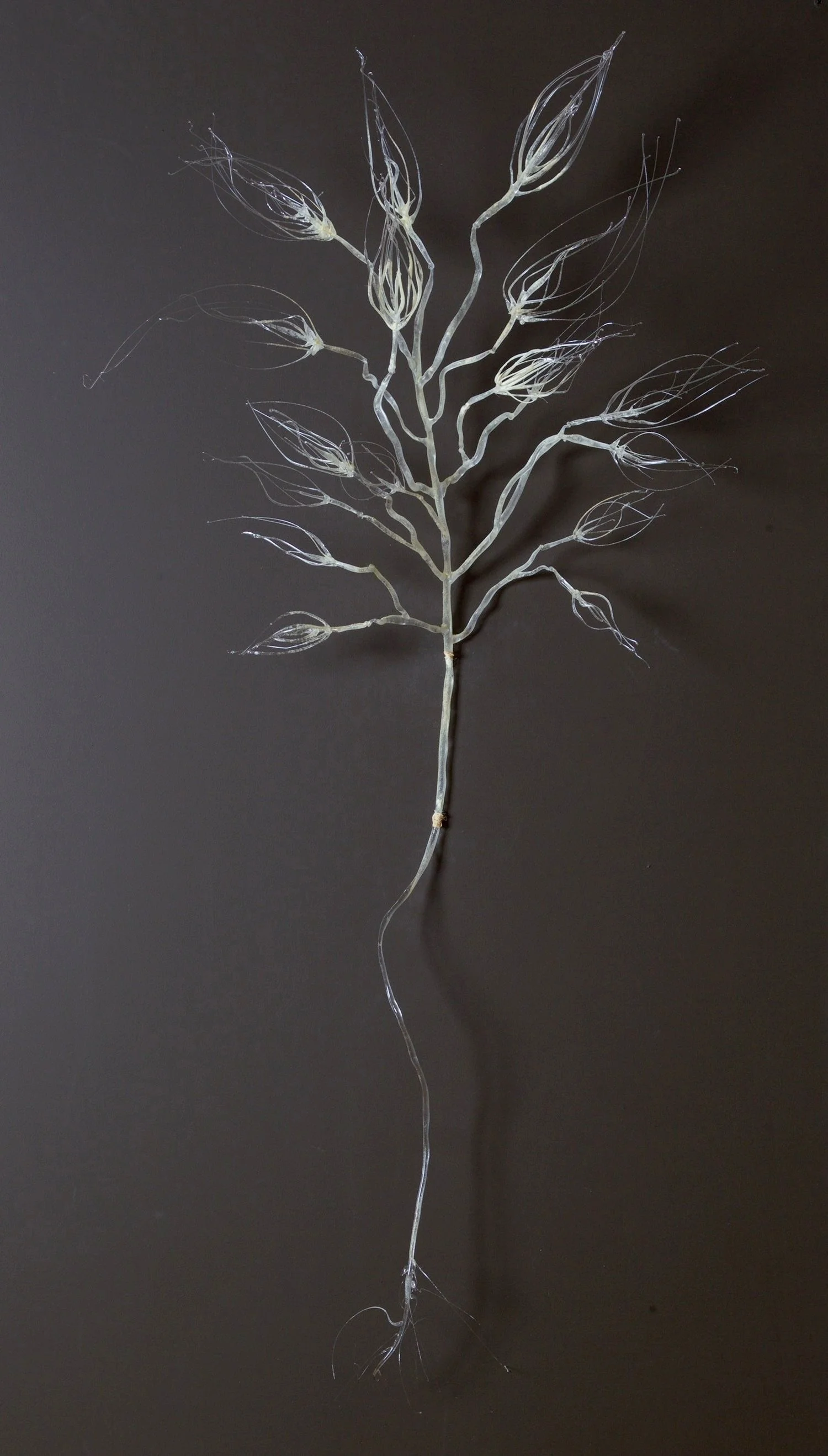 Life Tree