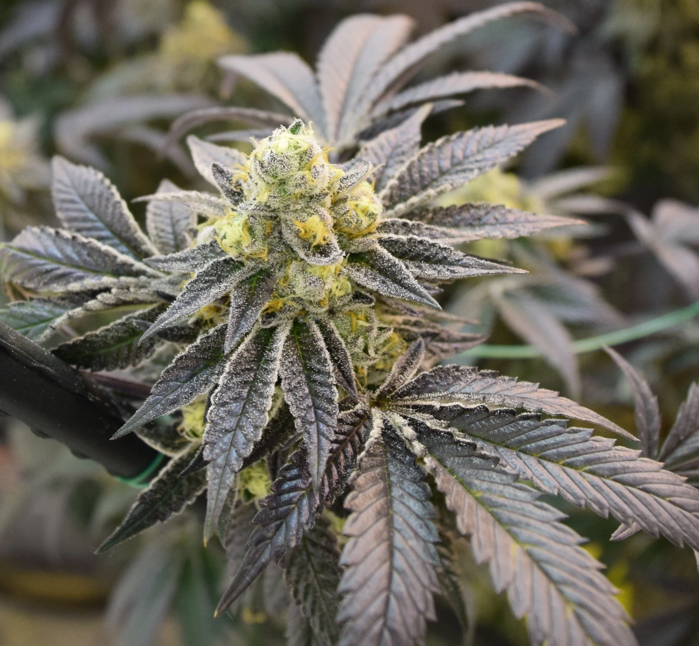 Platinum GSC Steve 5.jpeg