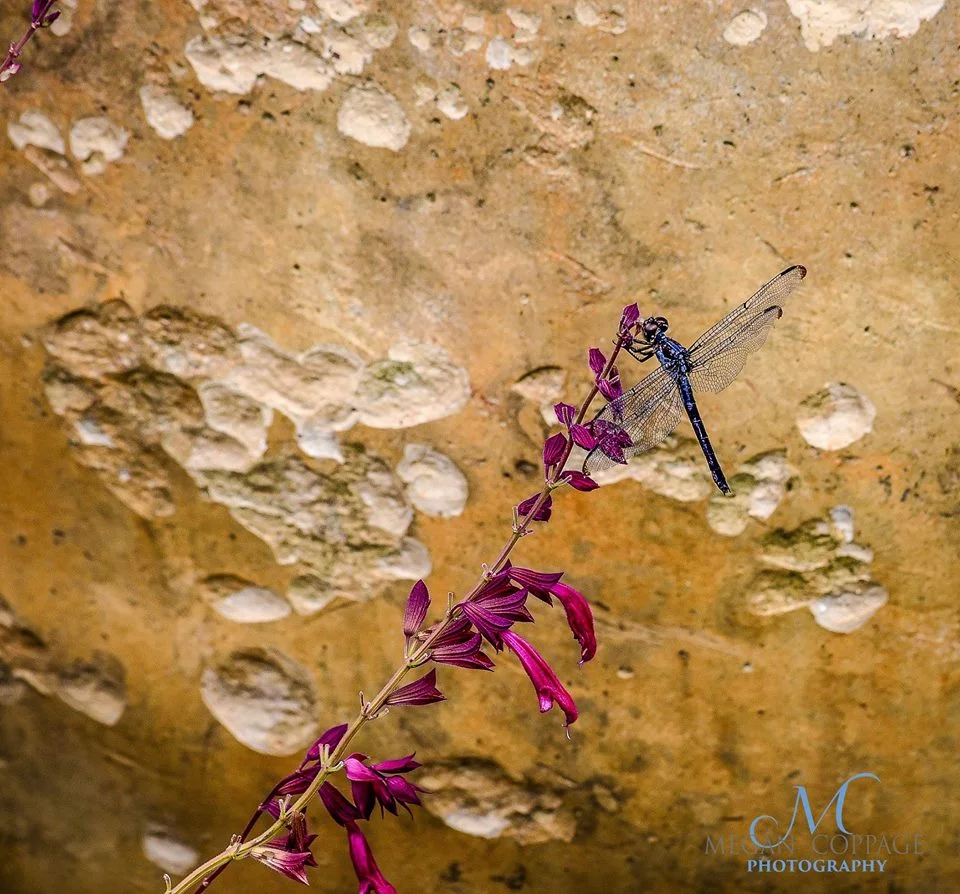 Stone - Dragonfly.jpg
