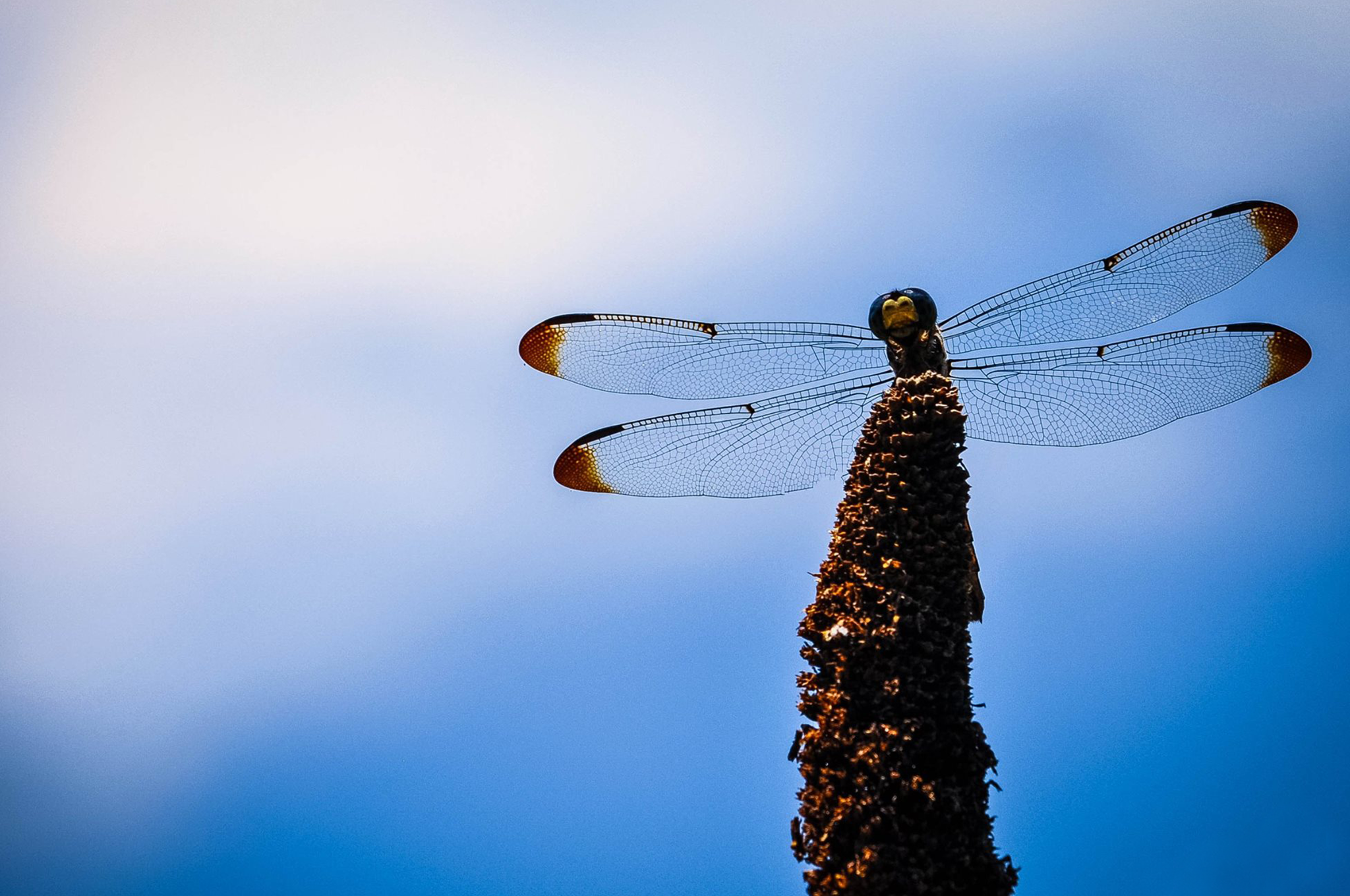 blue dragon fly banner.png