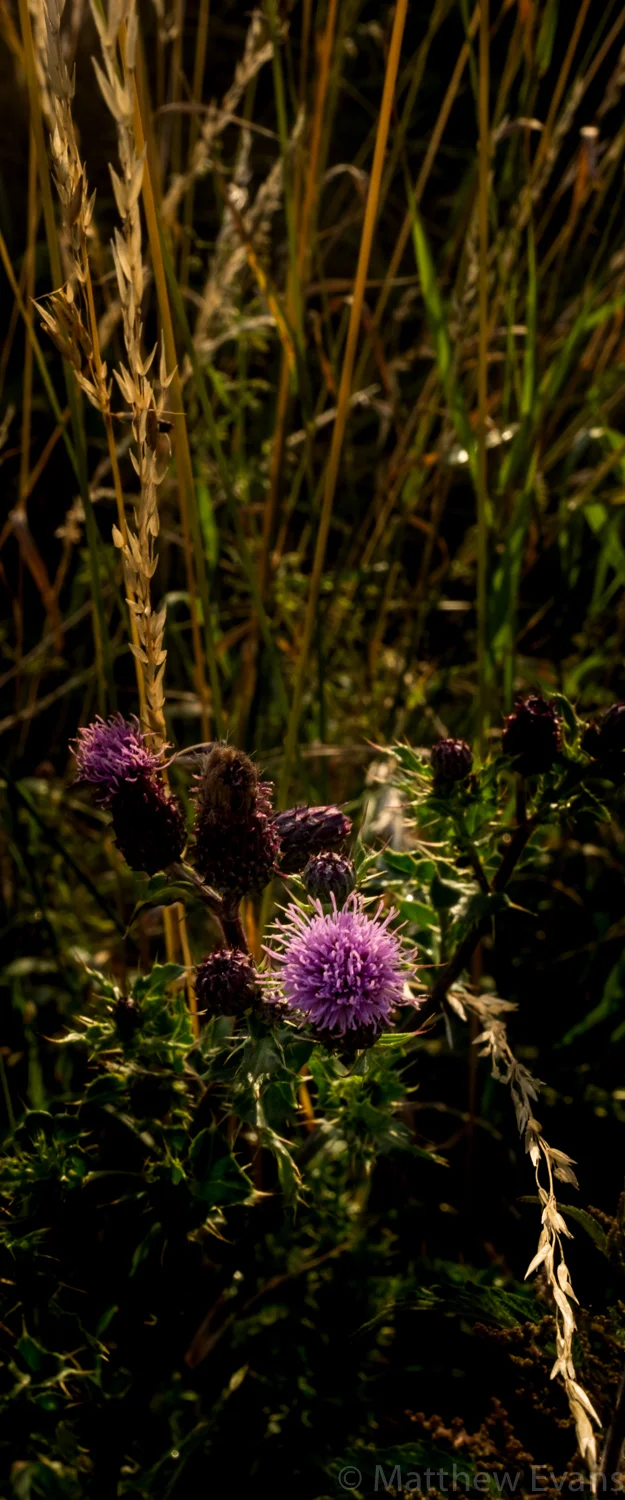 DSCF0111.jpg