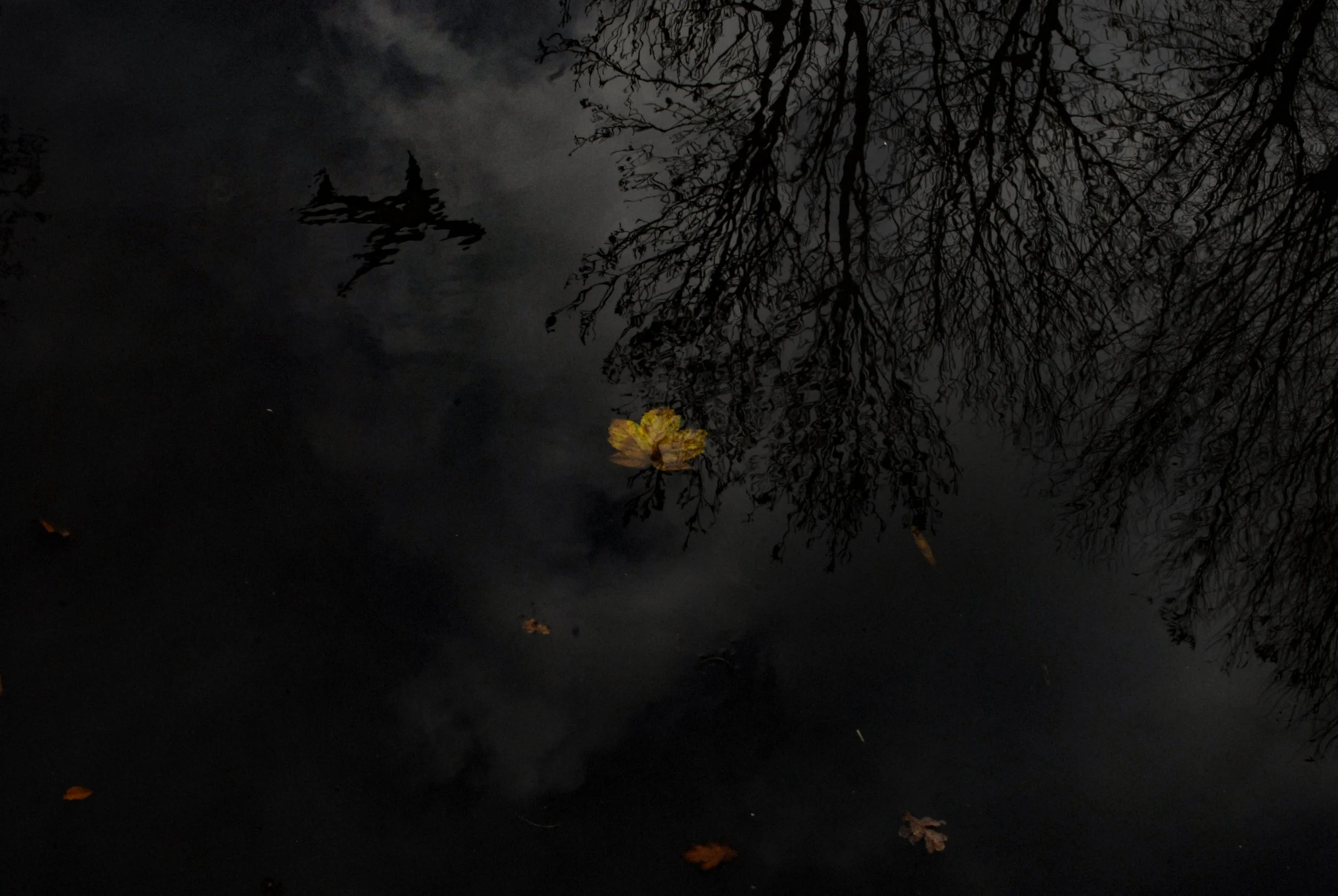 LeafStorm1November 23, 20121212.jpg