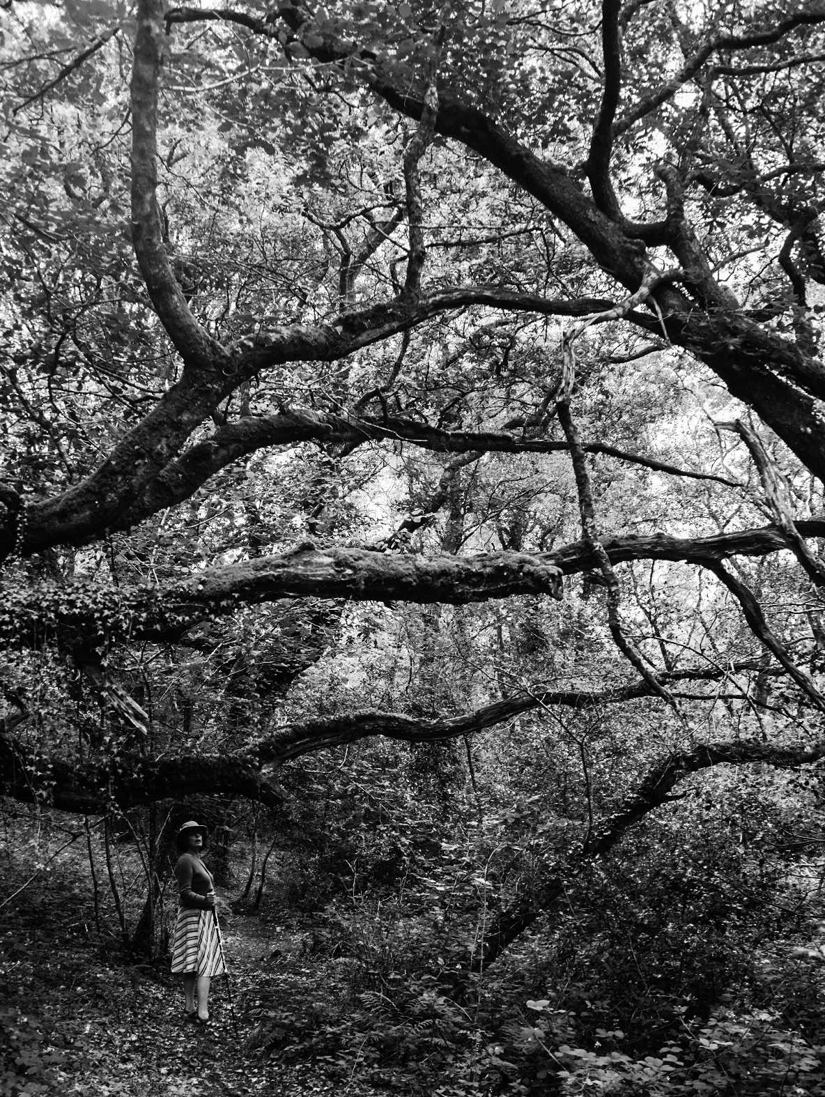 Old woods, Preseli Hills