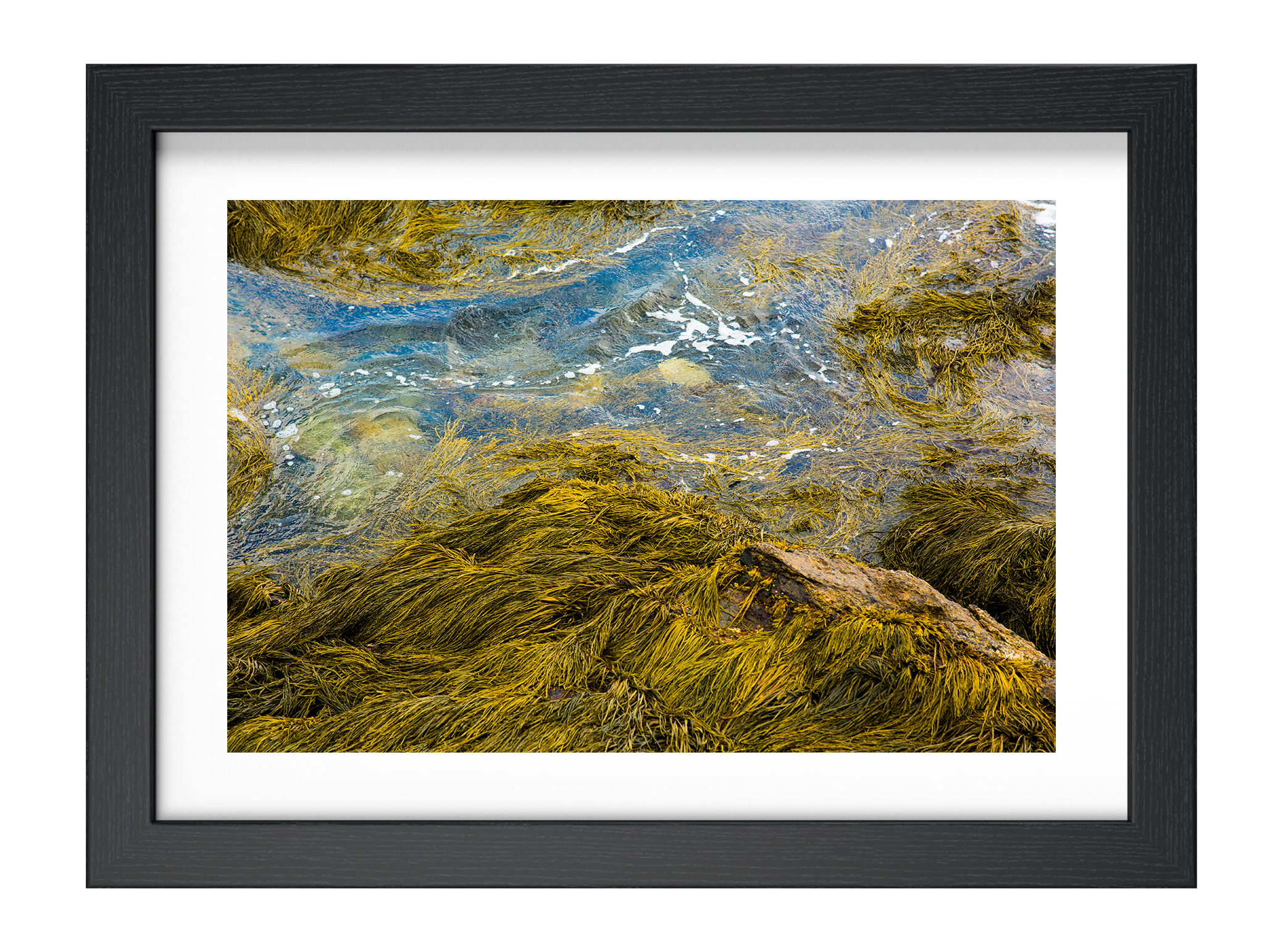 Seaweed Print..jpg