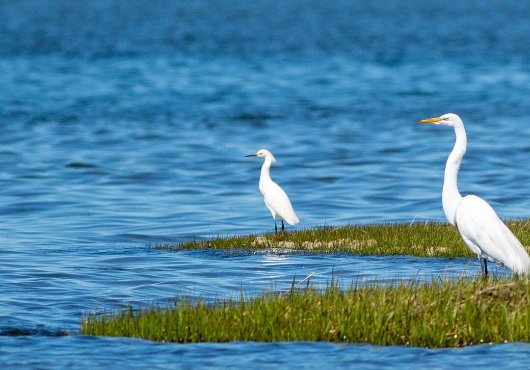 A Snowy Egret, a Great Egret, a Canada Goose, a Red-winged Blackbird, and a Sandpiper walk into a bay...