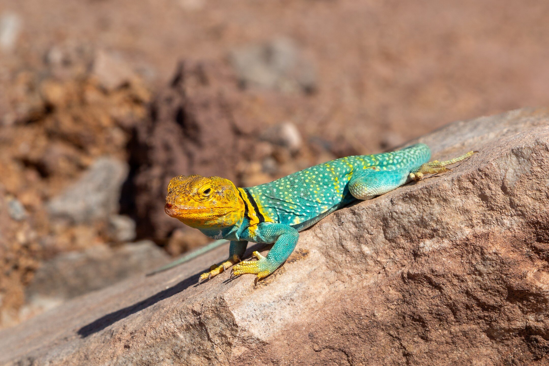 Collared Lizards are excellent runners, at top speed they raise themselves up on only their muscular back legs. Look carefully at this one and you can see they definitely don't skip leg day.