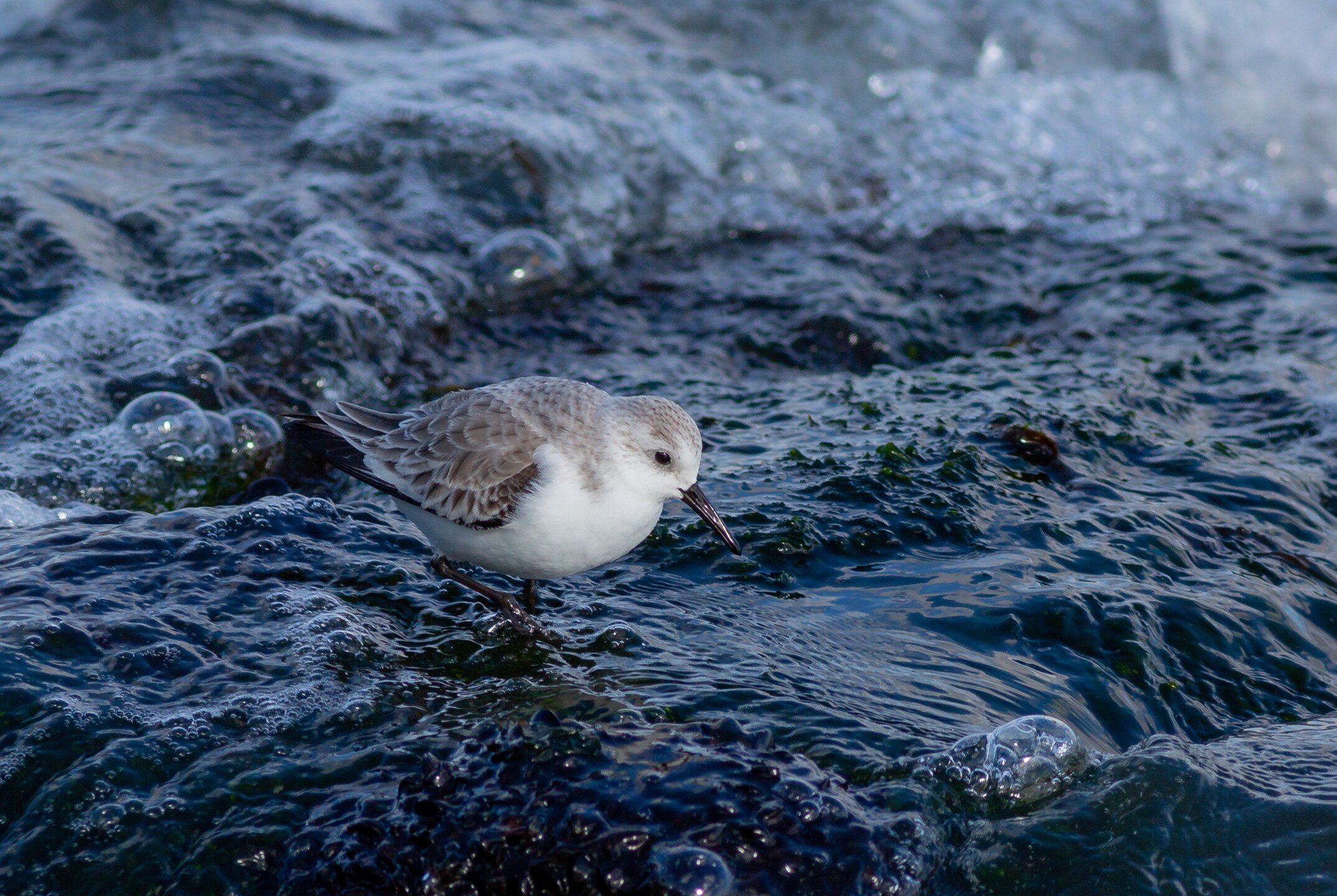 Seaweed freshly exposed by the receding tide is a great place for a Sanderling to look for food.