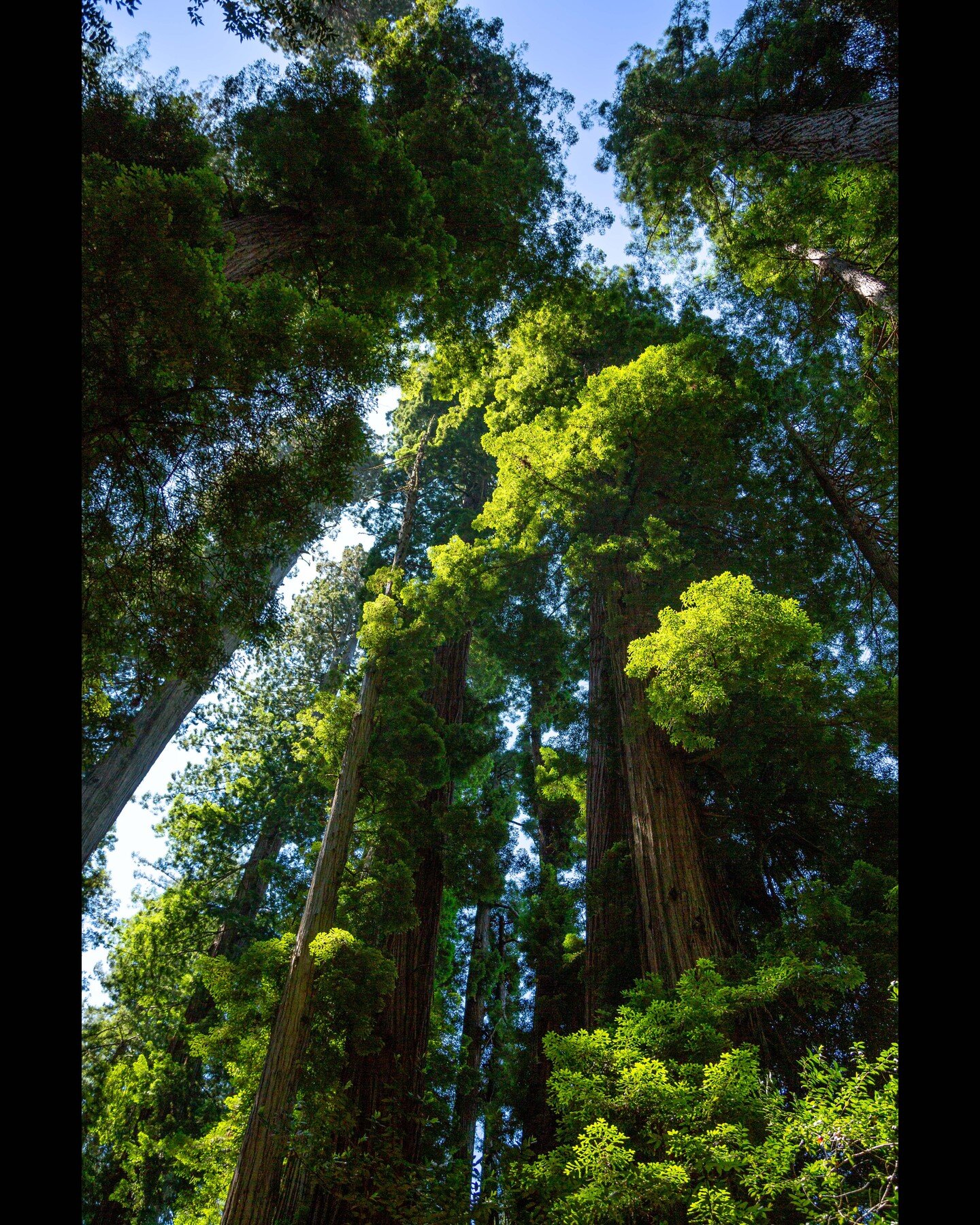 Coastal Redwoods once covered 2 million acres of North America's West coast.