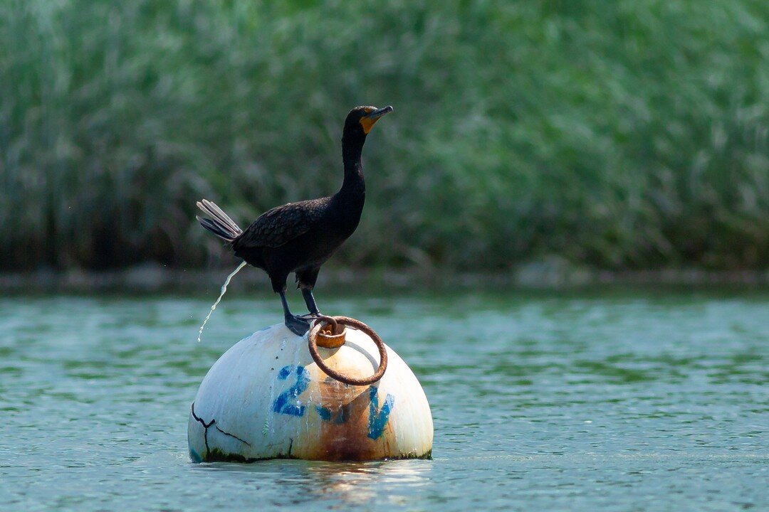 This Double Crested Cormorant is a day late to the April Fools party.